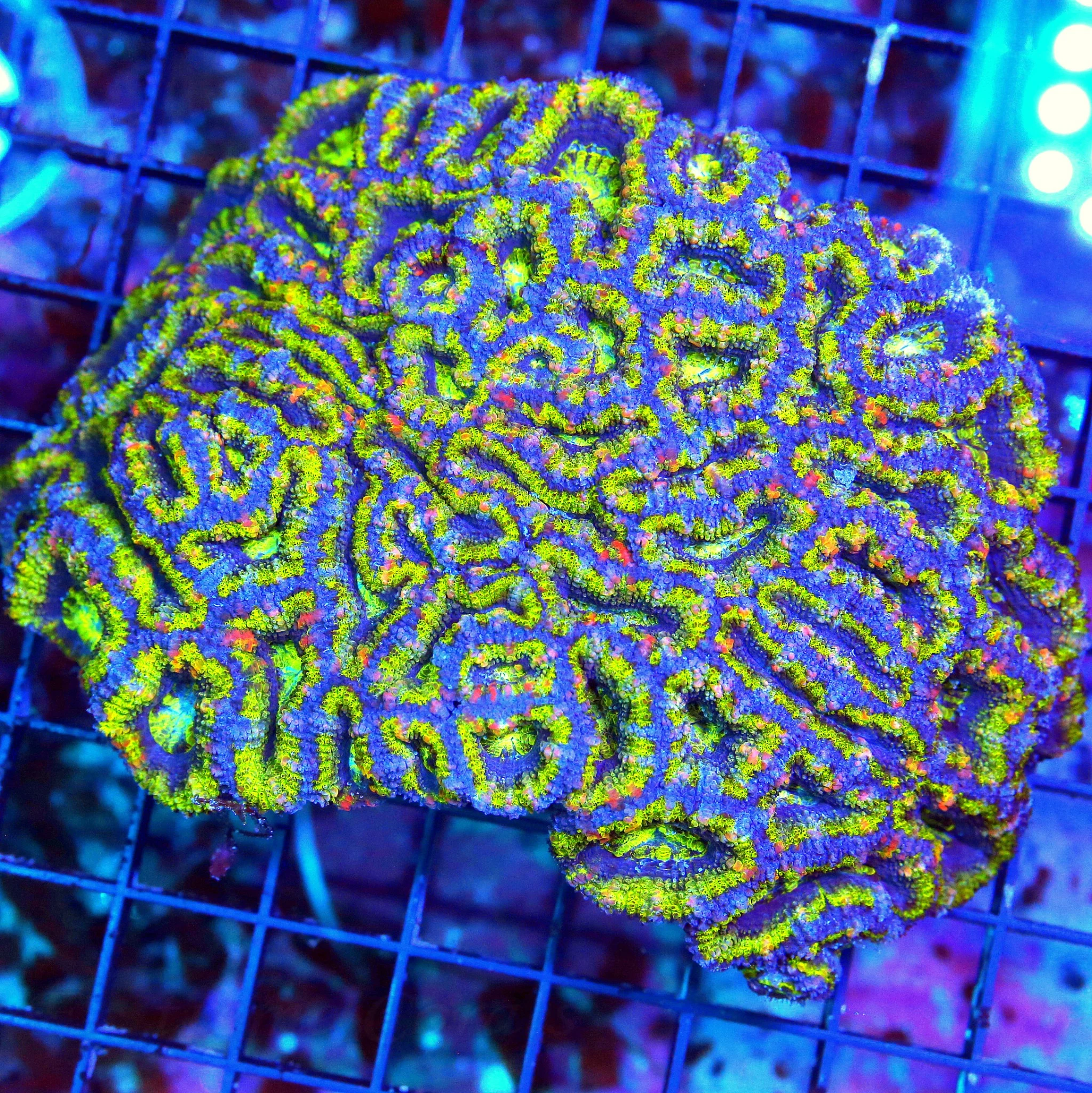 WYSIWYG 6.5X5 XXL GIANT CENTERPIECE ULTRA GRADE 4 COLORED ACANTHASTREA LORDHWOENSIS-GIANT live coral for sale - Extreme Corals