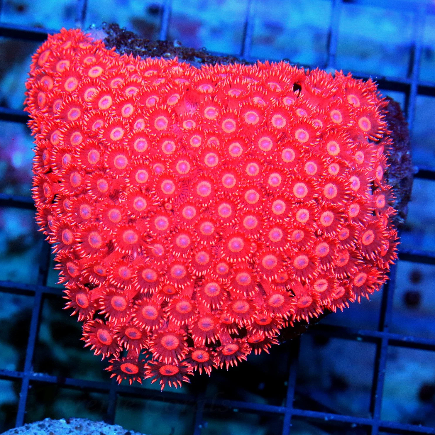 WYSIWYG 4.5X4.5 ULTRA ULTRA RED BLUE EYD COLLECTOR AUSSIE GONIOPORA-INSANE COLOR!! live coral for sale - Extreme Corals