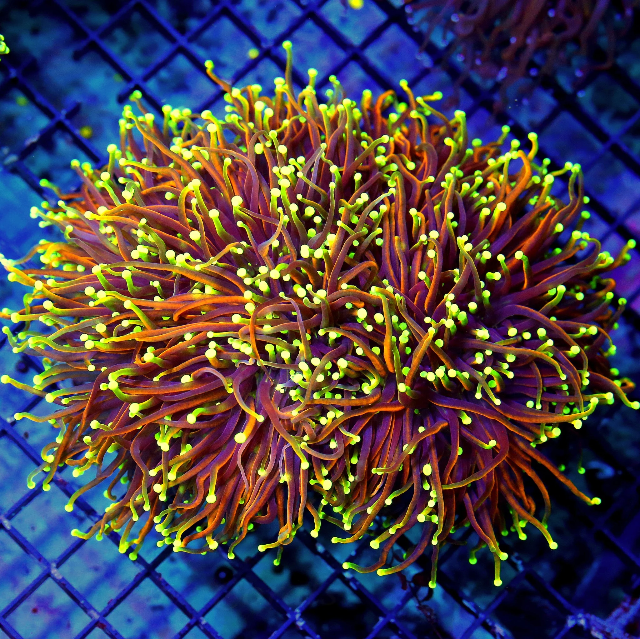 WYSIWYG 7X6.5 GIANT CENTERPIECE SUPER SUPER ULTRA COLORED DANTES INFERNO INDO TORCH=SPECTACULAR!!!!! live coral for sale - Extreme Corals