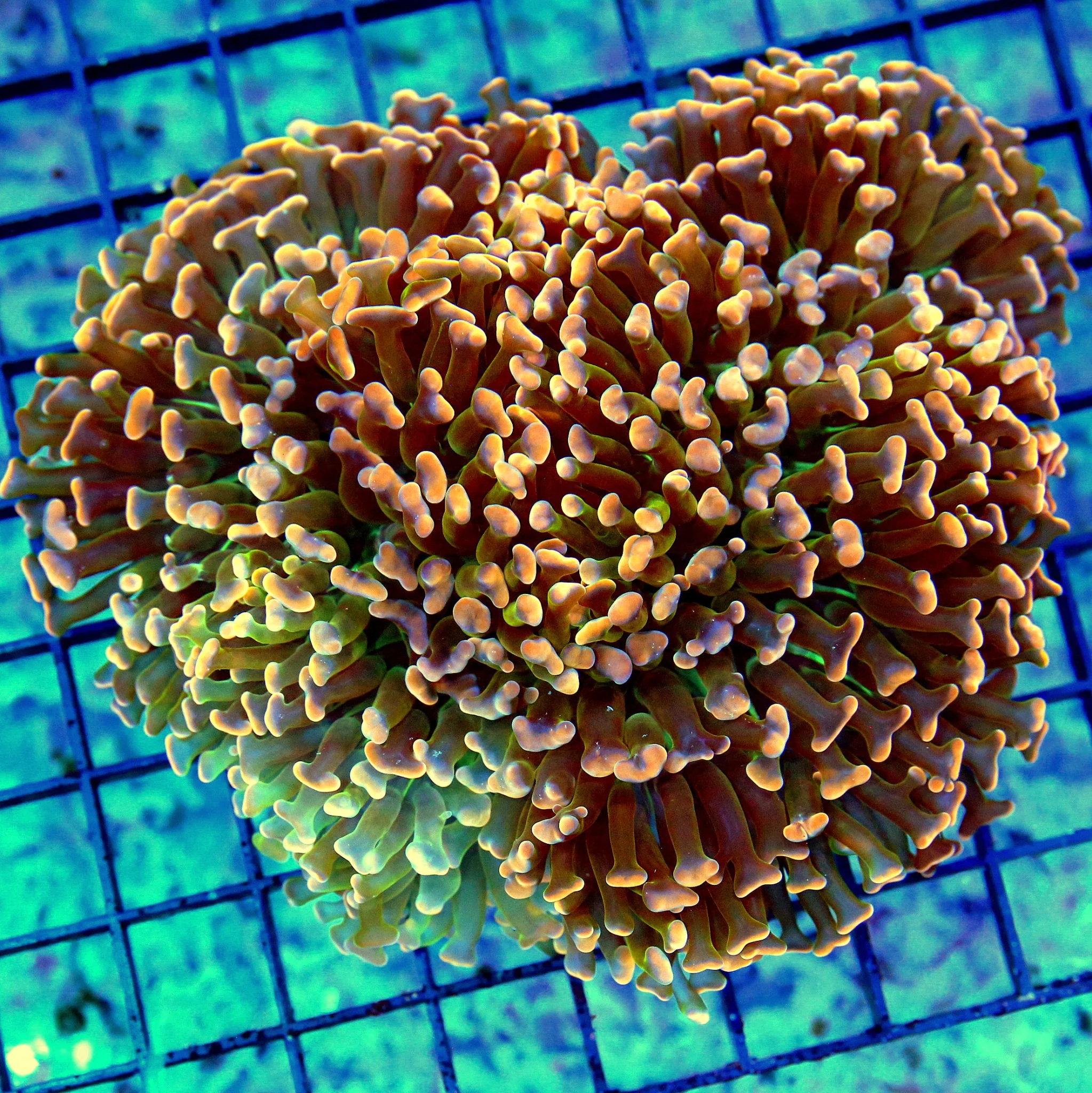 WYSIWYG 6X5 XL VERY VERY RARE MULTICOLORED ORANGE 3 COLORED AUSSIE FATRHEAD HAMMER-WOWEE!! live coral for sale - Extreme Corals