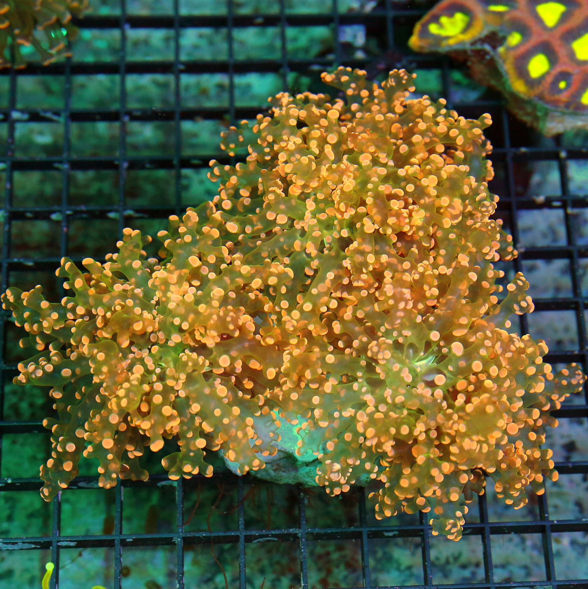 WYSIWYG 8X7 GINAT XXL ONE OF THE VERY NICEST NEON NEON ULTRA ORANGE BRANCHING OCTOSPAWN YOU WILL EVER SEE!! live coral for sale - Extreme Corals