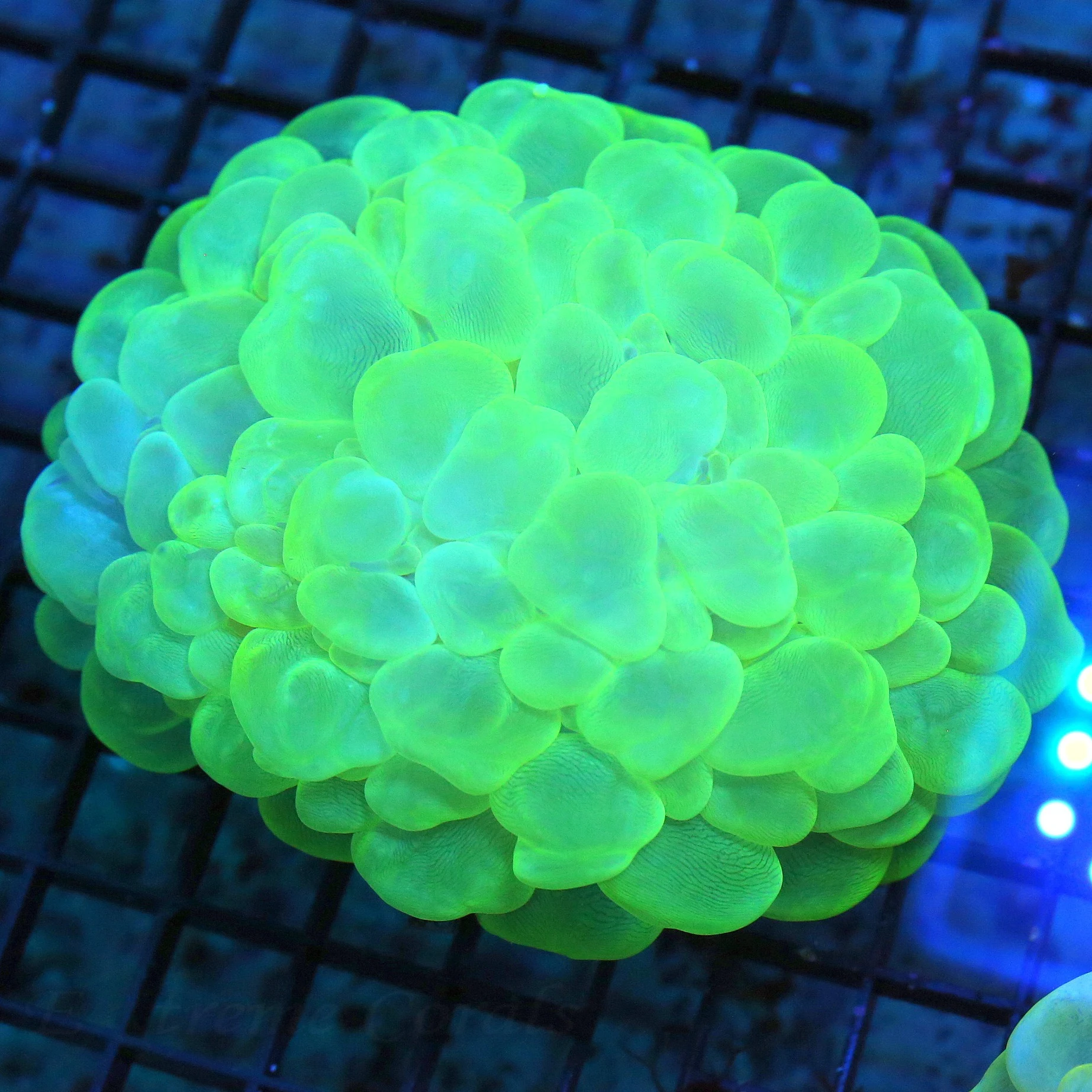 WYSIWYG 5X5 GLOW IN THE DARK NEON NEON ULTRA ULTRA GREEEN INDO ULTRA COLORED BUBBLE CORAL live coral for sale - Extreme Corals
