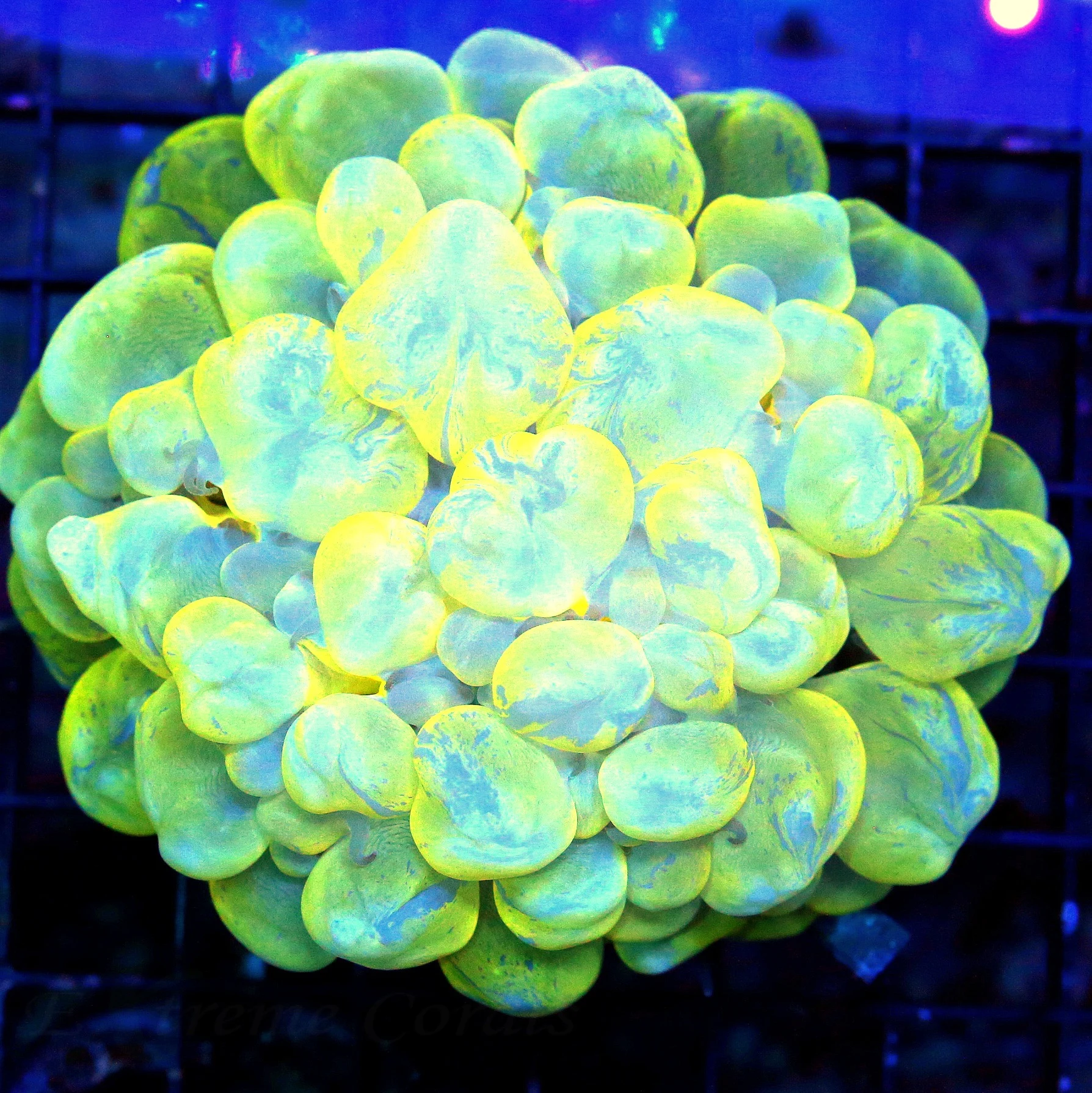 WYSIWYG 4.5X4.5 XL VERY VERY SPECIAL NEON YELLOW AND BLUE SPLATTER BUBBLE-ONE OF NMY VERY FAVORITE CORALS live coral for sale - Extreme Corals