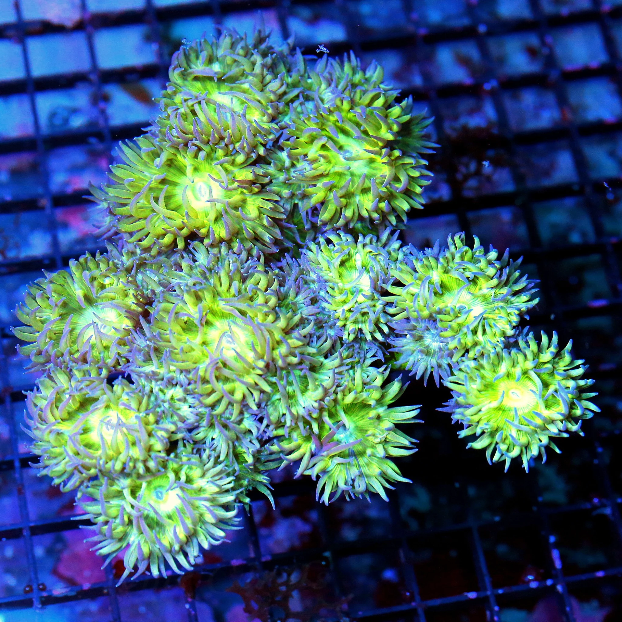 WYSIWYG 5.5X5.5 XL  BEAUTIFUL PURPLE AND SEAFOAM GREEN AUSTRALIAN DUNCANSAMNIA-AWESOME SPECIMEN live coral for sale - Extreme Corals