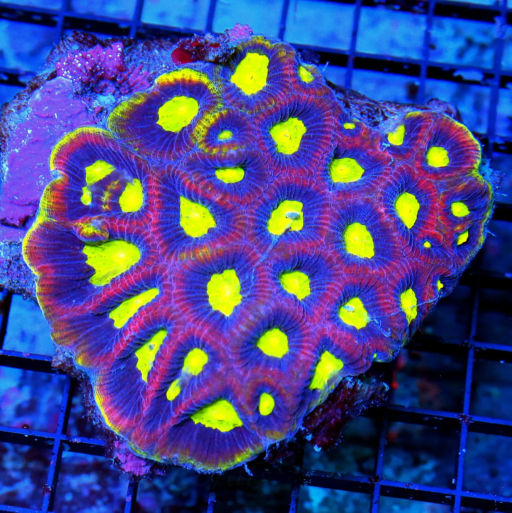 WYSIWYG 5.5X5 LARGE SUPER YELLOW RIMMED ULTRA COLORED PERFECT DRAGON SOUL FAVIA=INCREDIBLE live coral for sale - Extreme Corals