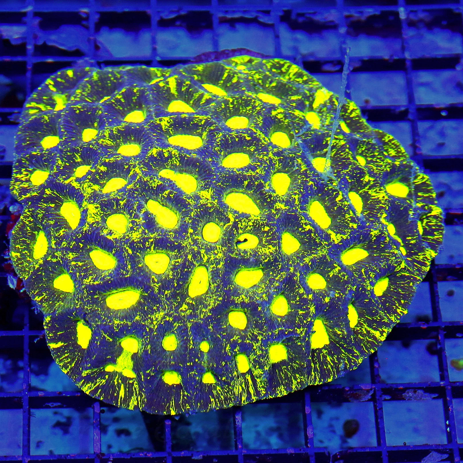 WYSIWYG 5.5X5.5 OUT OF THIS WORLD SUPER PURPLE PREDATOR BLOOD EYED ULTRA GRADE FAVIA-VERY VERY INTENSE COLOR live coral for sale - Extreme Corals
