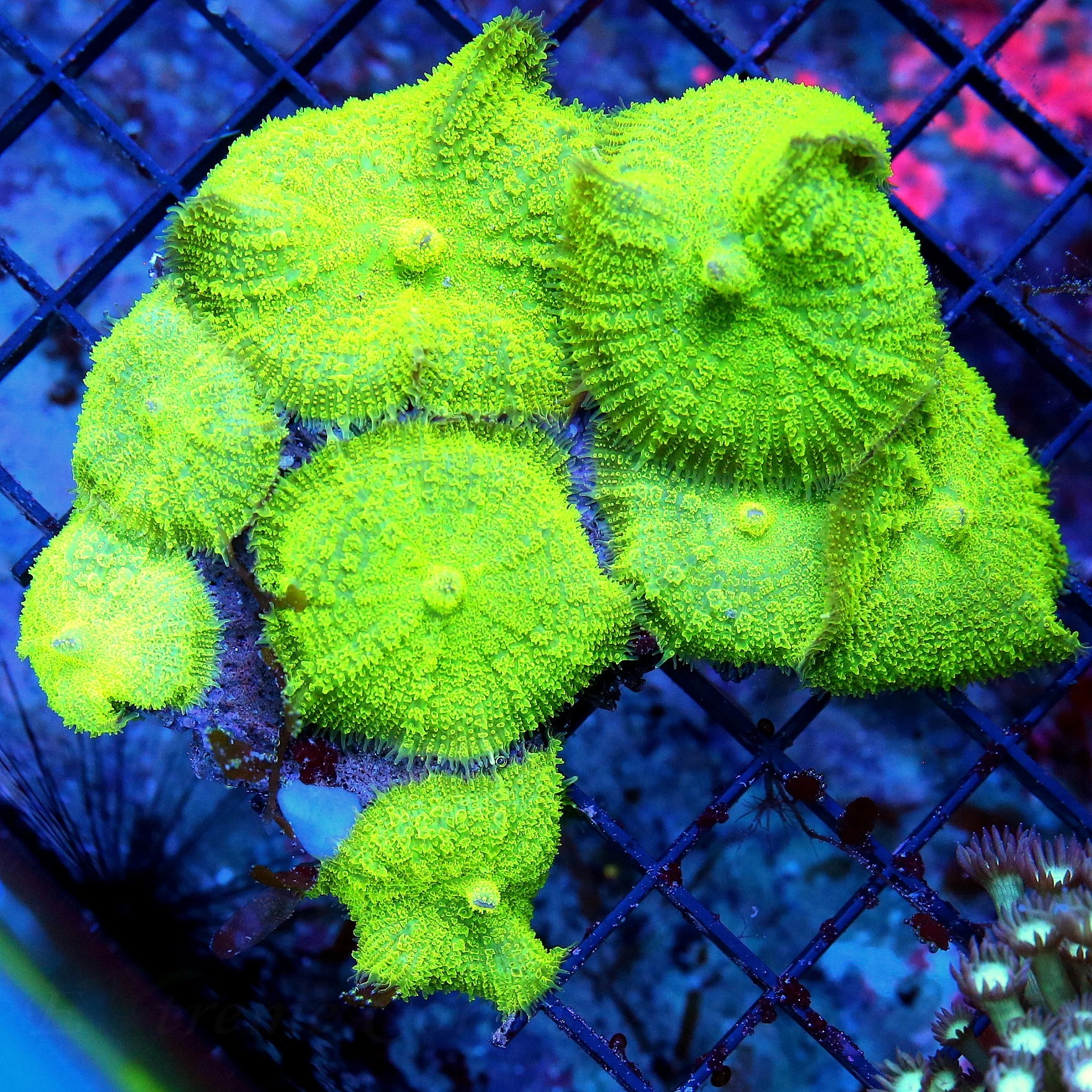WYSIWYG 4.5X4.5 SUPER SUPER NEON ULTRA GREEN FULLY COVERED RHODACTIS MUSHROOM COLONY live coral for sale - Extreme Corals