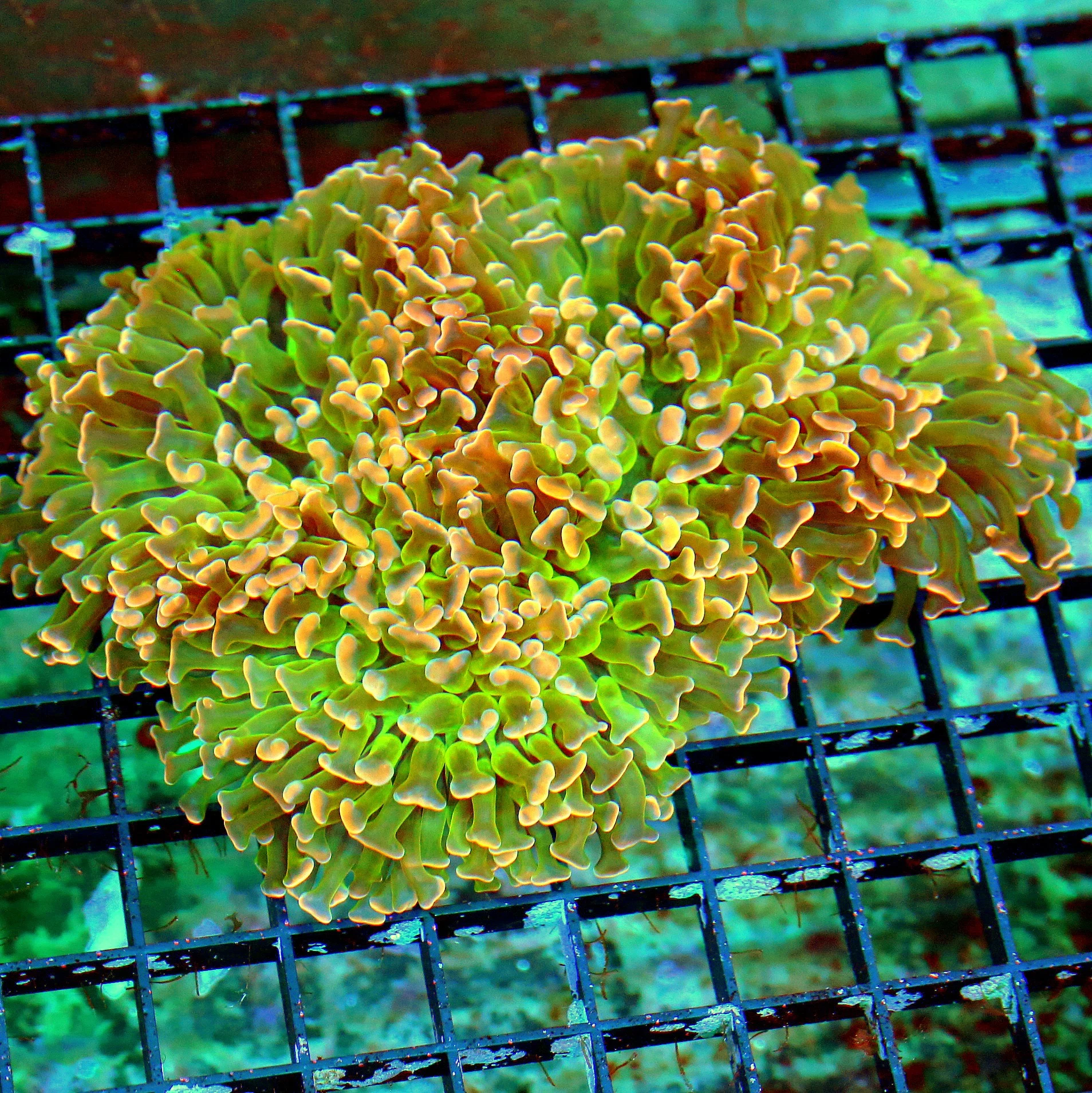 WYSIWYG 6X5 XL SUPER ULTRA COLLECTORS ITEM ULTIMATE SHOWPIECE AUSSIE HAMMER-KNOCK YOUR SOCKS OFF COLOR!! live coral for sale - Extreme Corals
