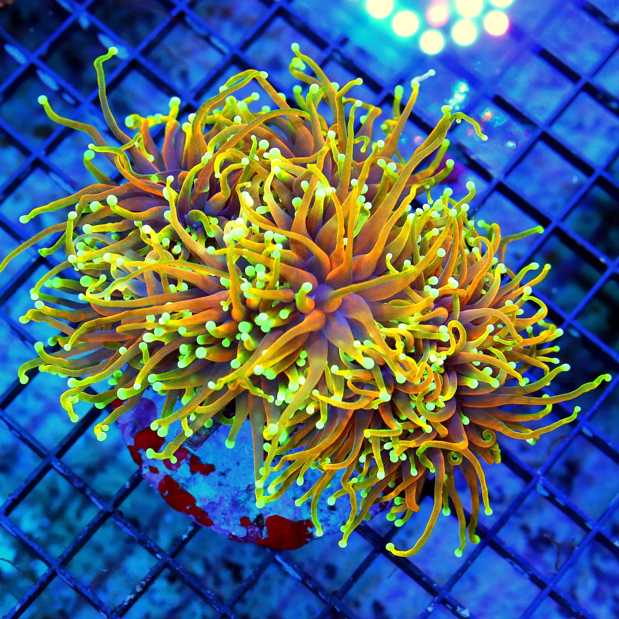 WYSIWYG 6X5.5 XXL CENTERPIECE VERY VERY SPECIAL SHOWPIECE "BANANA 24K MORPH INDO TORCH" THIS IS A VERY VERY live coral for sale at Extreme Corals
