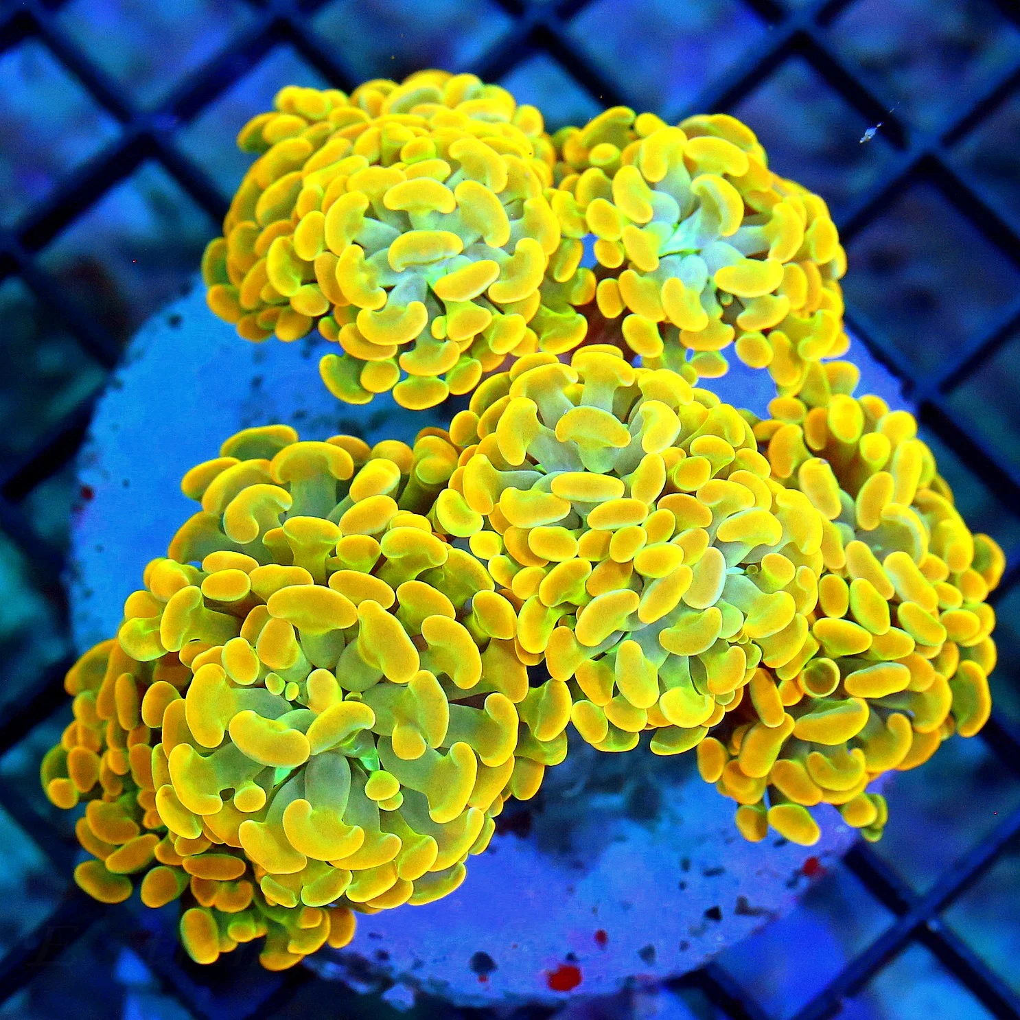 WYSIWYG 5.5X5 XL SUPER SUPER ULTRA BICOLOR ULTRA ULTRA ORANGE INDO BRANCHING HAMMER-VERY VERY SPECIAL!! live coral for sale at Extreme Corals