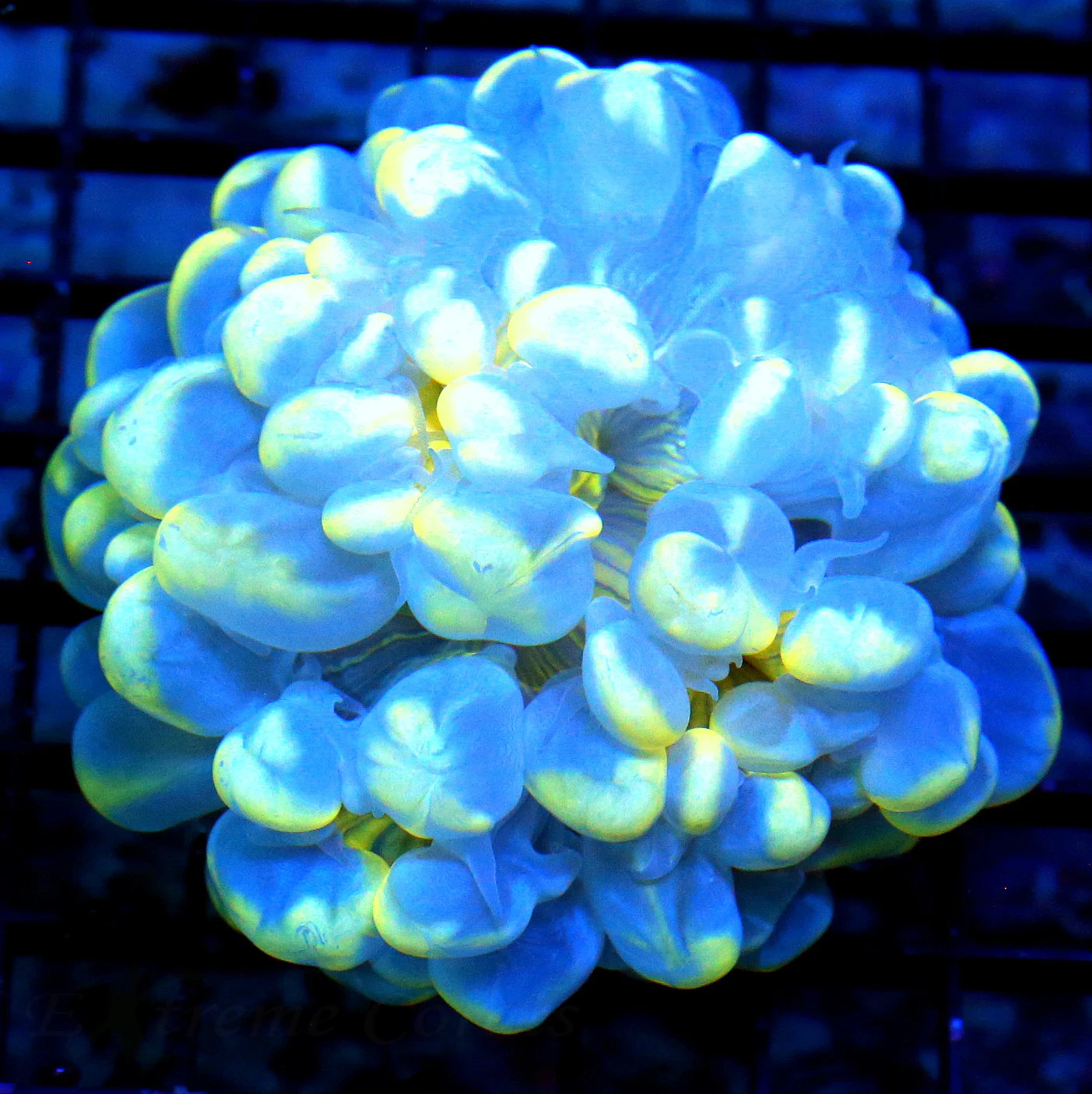 WYSIWYG 4.5x4.5 HANDPICKED BY SCOTT SUPER "BLUE AND YELLOW CATSEYE ULTRA BUBBLE" INSANE COLOR!! live coral for sale - Extreme Corals
