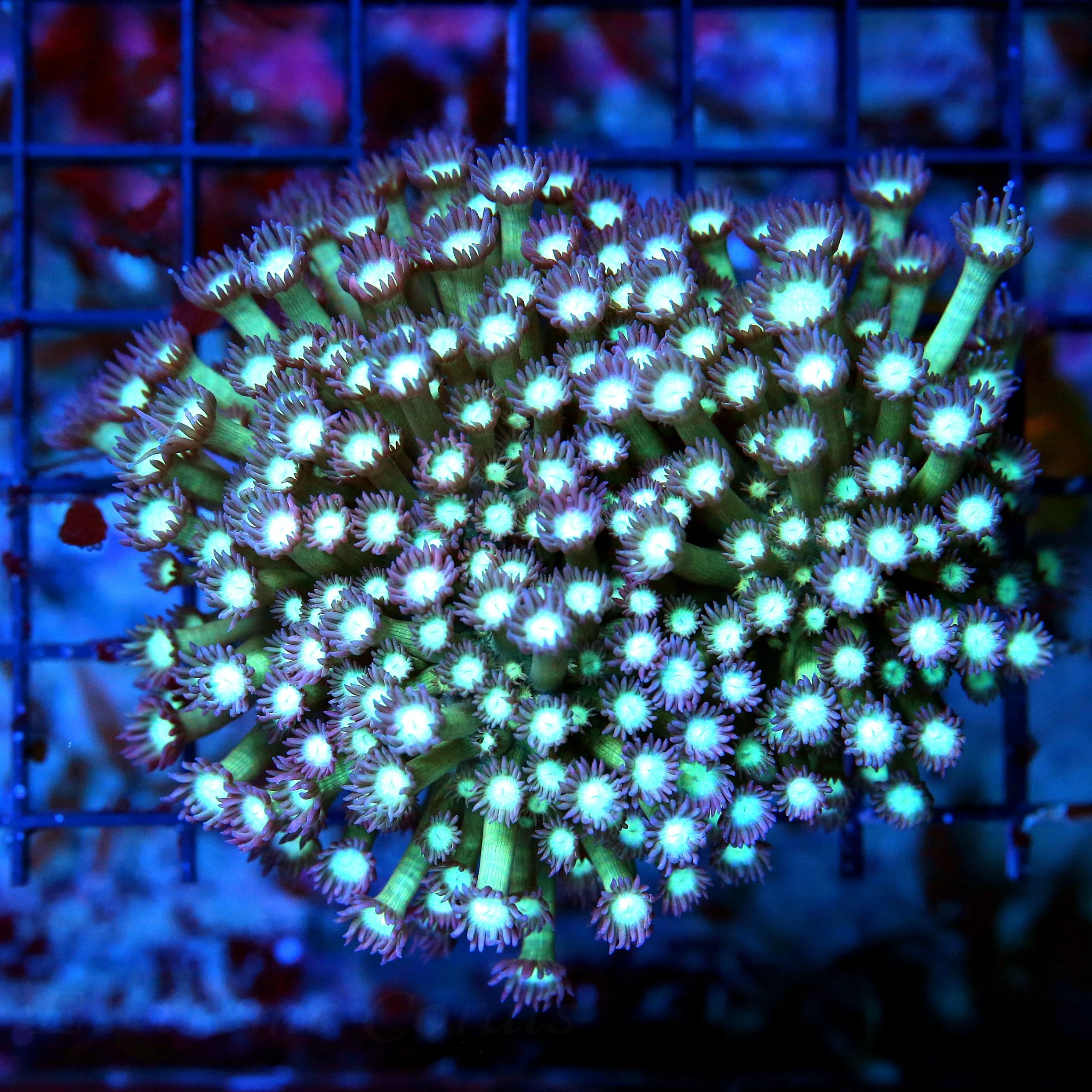 4.5X4 AWESOME SUPER PURPLE TENTACLED LIME SEAFOAM GREEN IDO ULTRA GONIOPORA