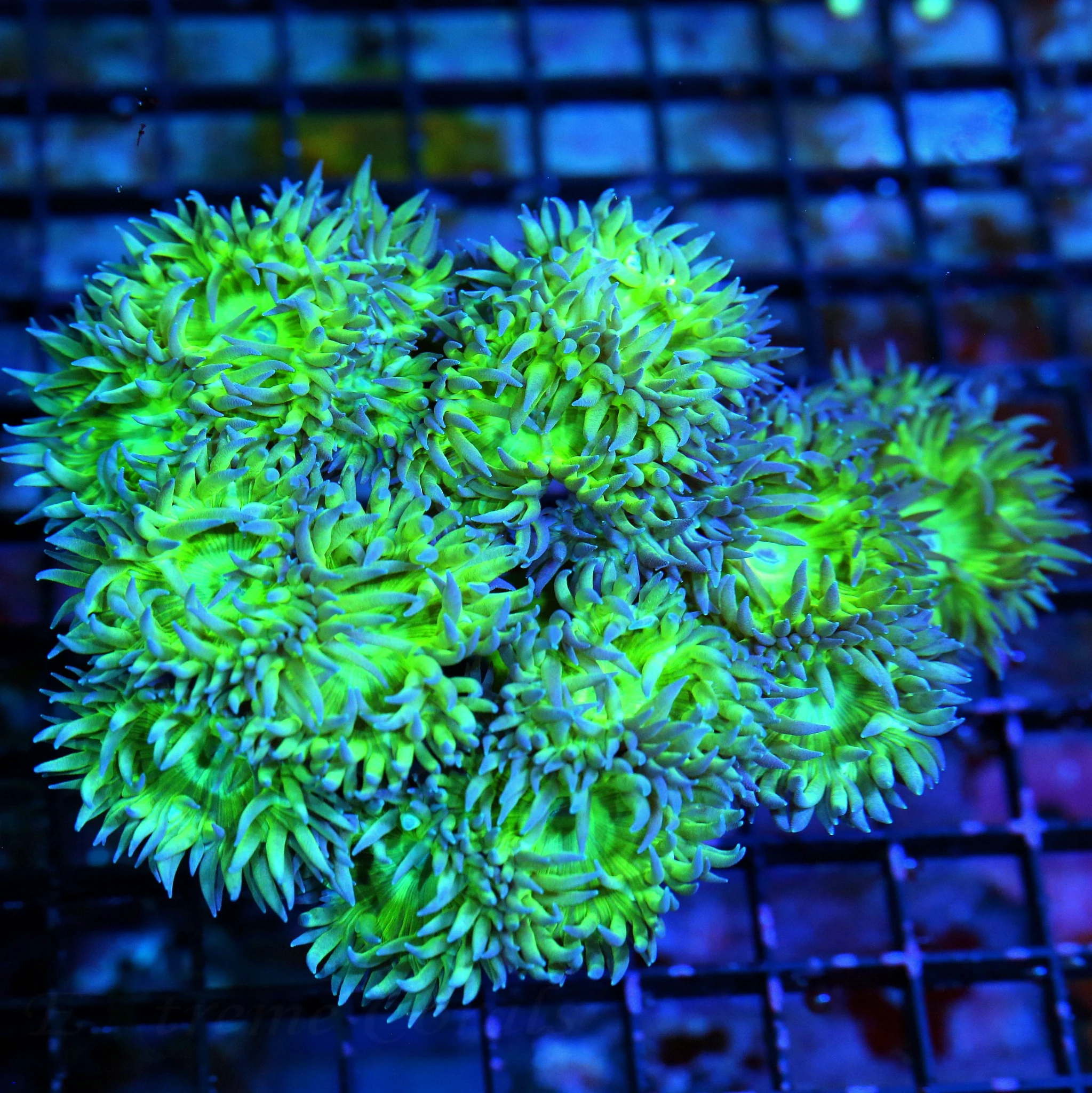 5.5X4 XL BEAUTIFUL PURPLE AND SEAFOAM GREEN AUSTRALIAN DUNCANSAMNIA-AWESOME SPECIMEN