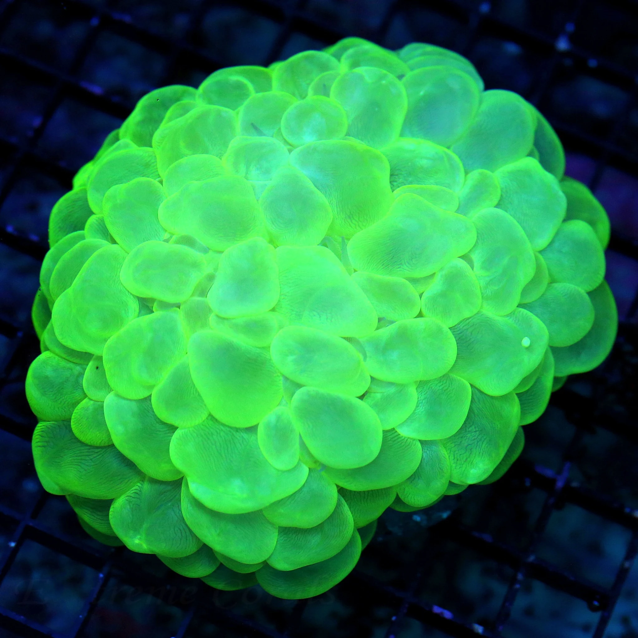 5.5X5 XL OUTRAGEOUS SUPER ULTRA ULTRA TOXIC GREEN SHOWPIECE BUBBLE CORAL!!!!!