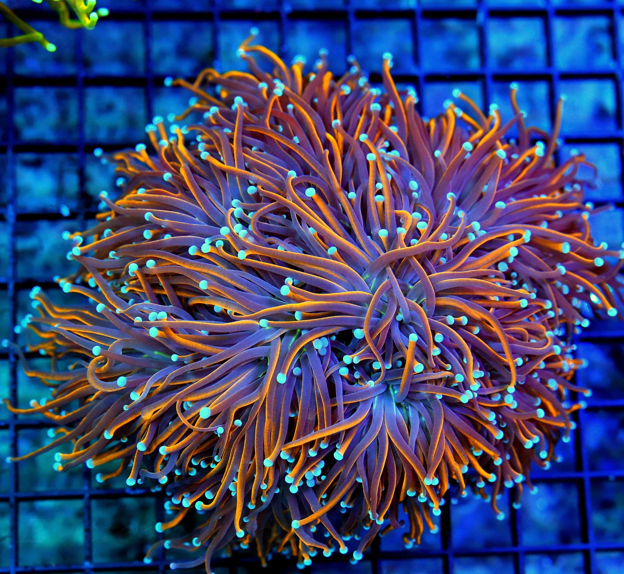 6X6  XXL OUTRAGEOUS COLOR SUPERSHOW COLLECTORS ITEM XXL INDO OG JESTER TORCH