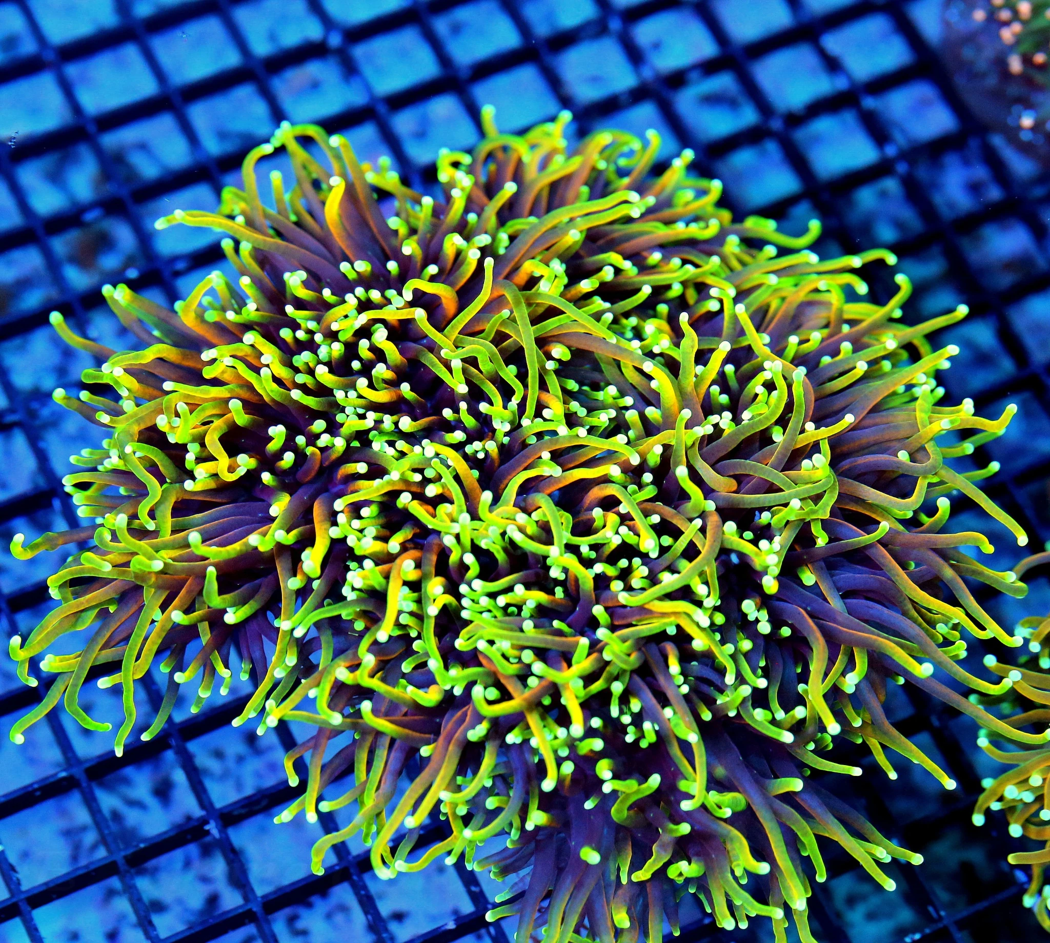 7X7 GIGANTIC XXL 6.5X6.5 XXL ULTRA ULTRA GRADE GIANT INDO HELLFIREL TORCH-THIS IS A MINDBLOWER!!