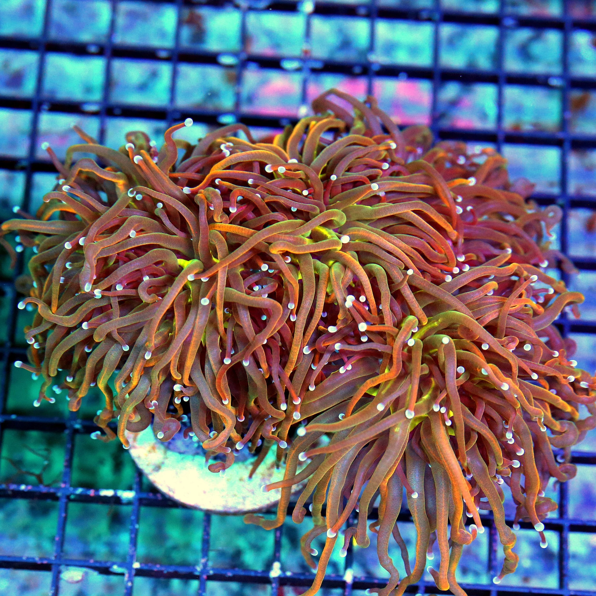 6X5 VERY VERY RARE COLORED HOLY GUACAMOLE INDO TORCH MORPH-XXL SPECIMEN