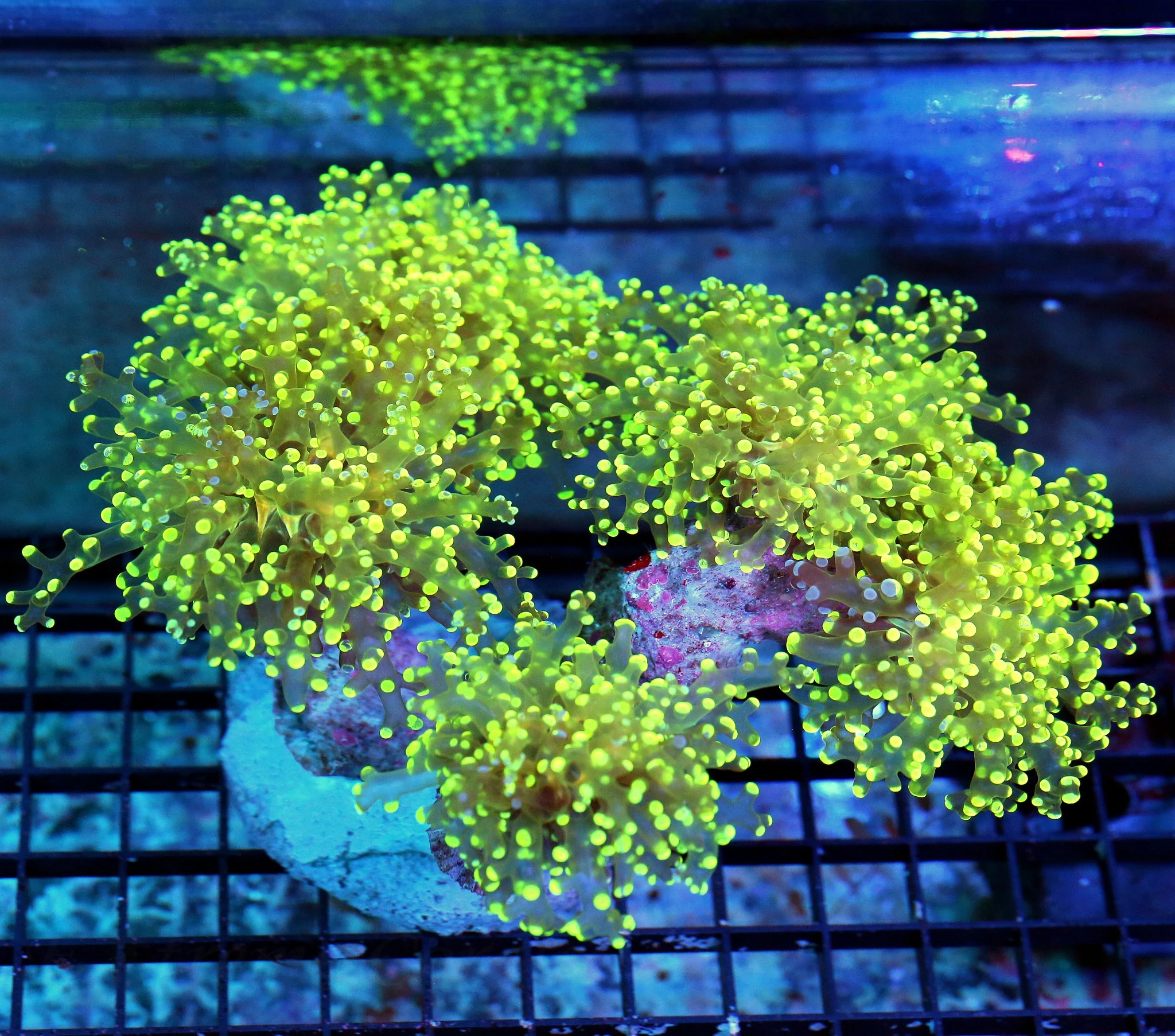 8X7 GIANT XXL SUPER ULTRA GLOWING YELLOW COLLECTORS ITEM OCTOSPAWN-INCREDIBLE SPECIMEN