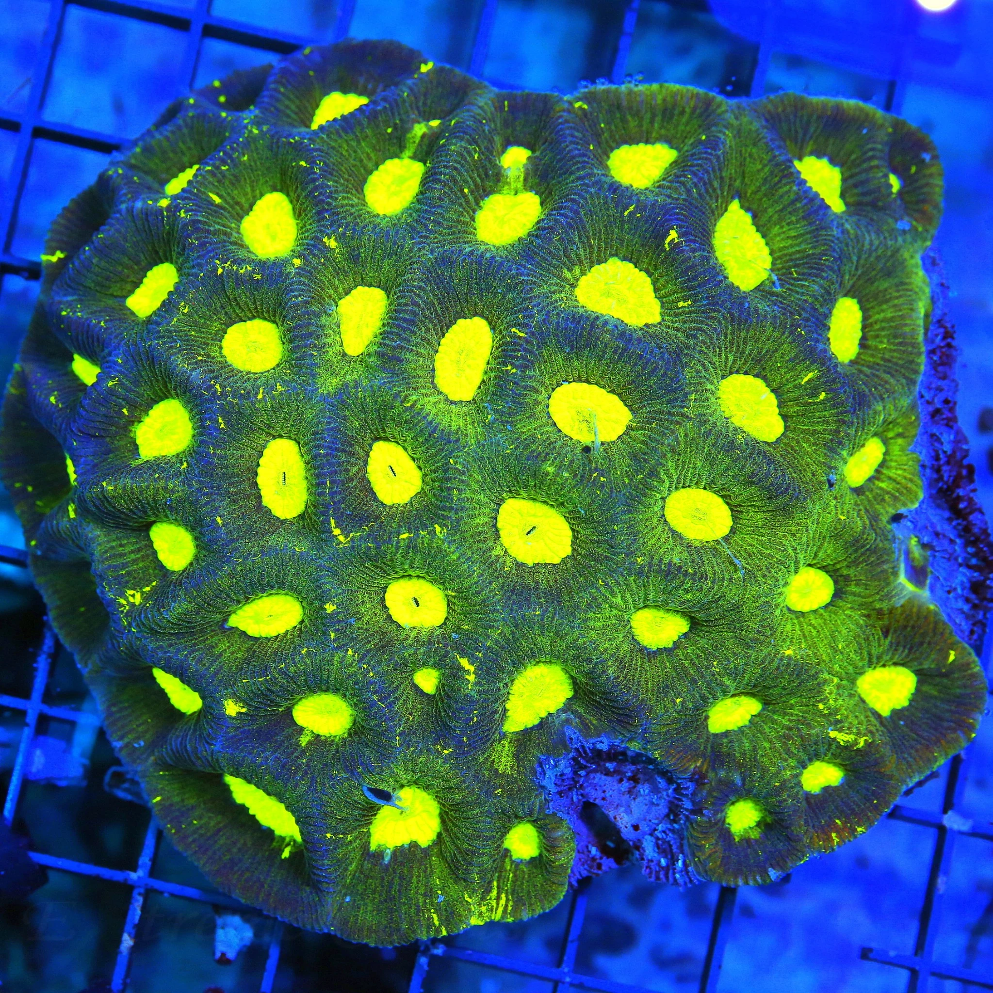 5.5X5 GLOWING YELLOW PREDATOR BLOOD ALIEN EYE FOREST GREEN ULTRA COLORED FAVIA