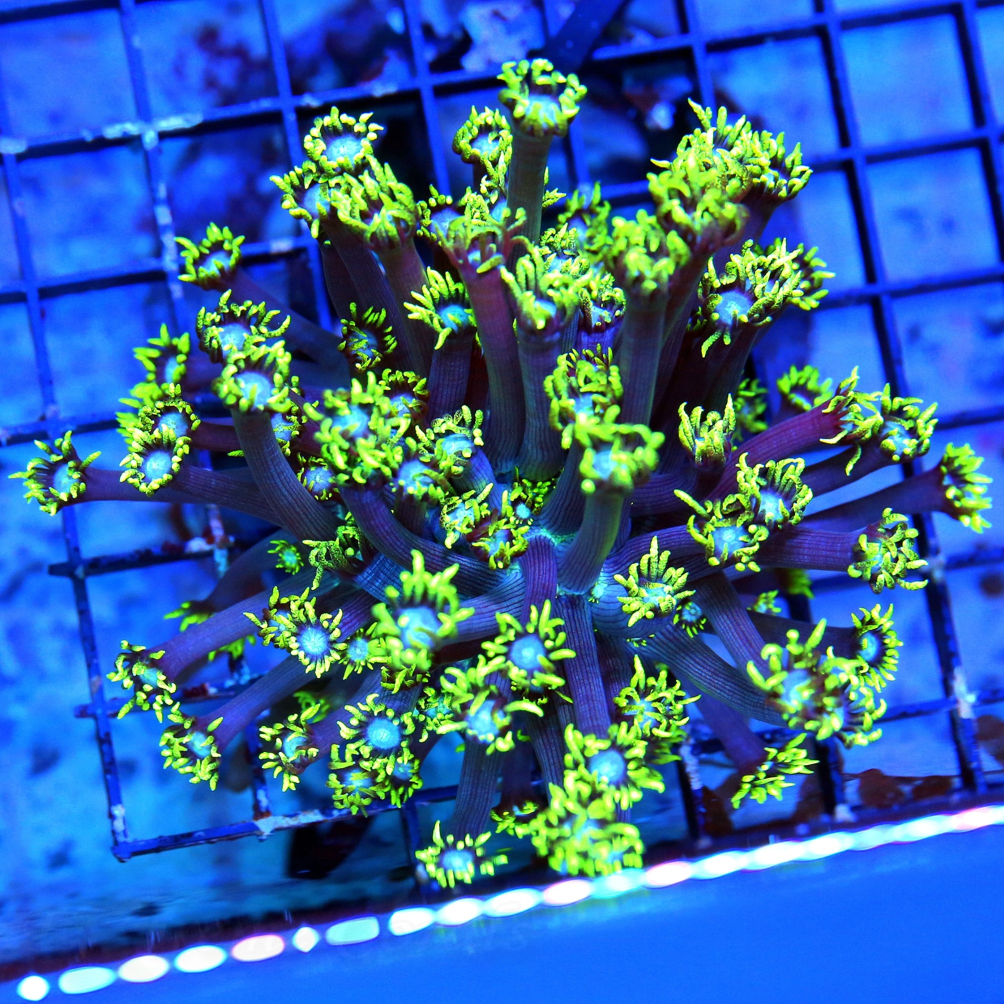 5X5  BLUE EYED ULTRA FLORESCENT NEON TOXIC YELLOW BLUE JEWELED EYED INDO GONIOPORA