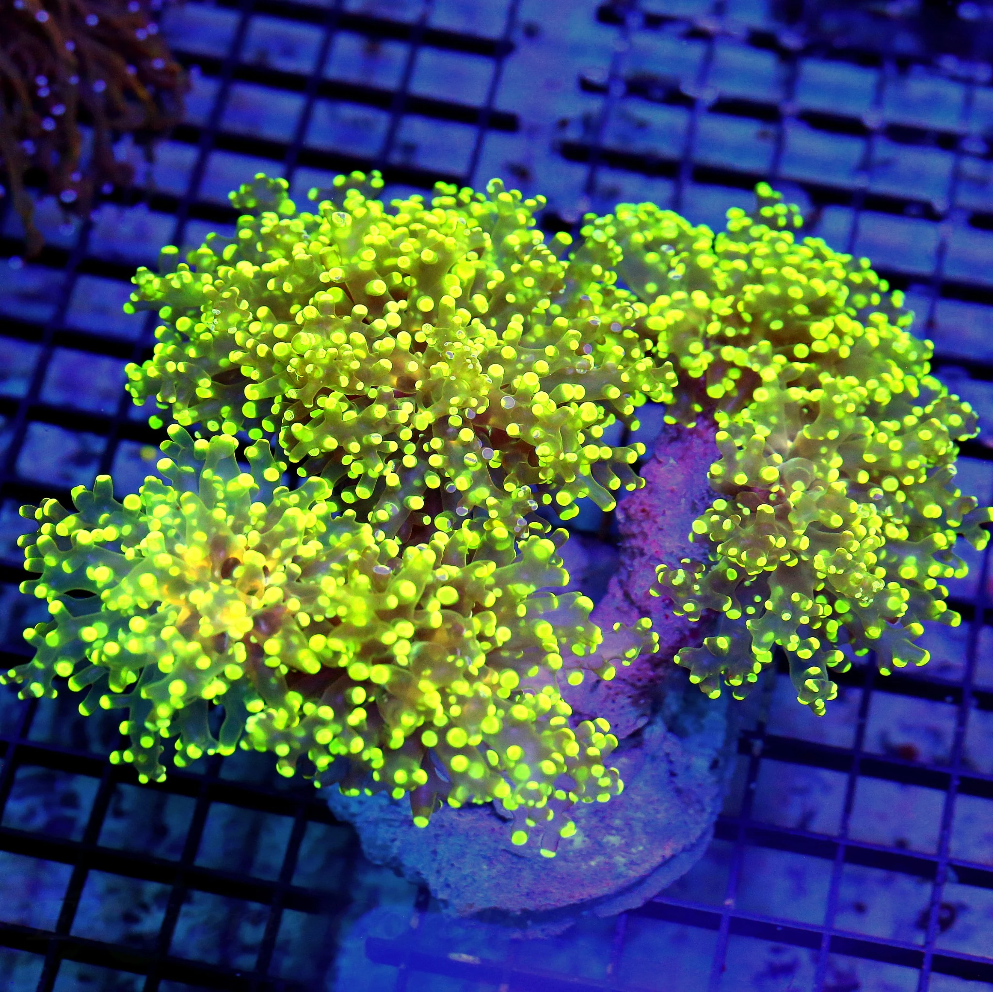 7.5X5 GIANT XXL SUPER ULTRA GLOWING YELLOW COLLECTORS ITEM OCTOSPAWN-INCREDIBLE SPECIMEN