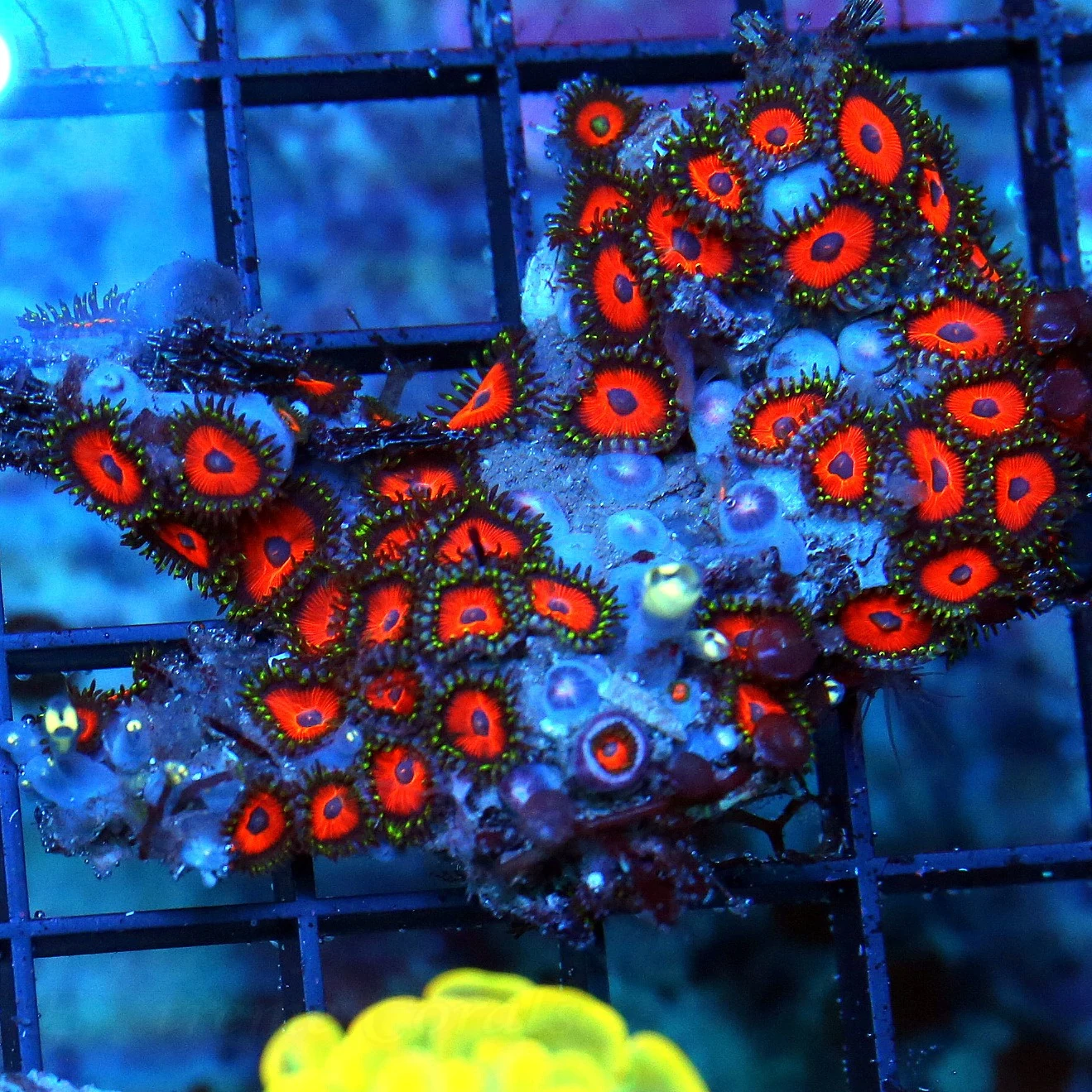 3 INCH REVERSE RASTA ZOANTHIDS-THESE ARE VERY VERY HARD TO GET-INSANE COLOR