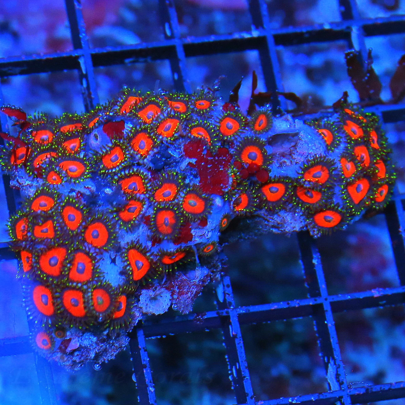 3 INCH REVERSE RASTA ZOANTHIDS-THESE ARE VERY VERY HARD TO GET-INSANE COLOR