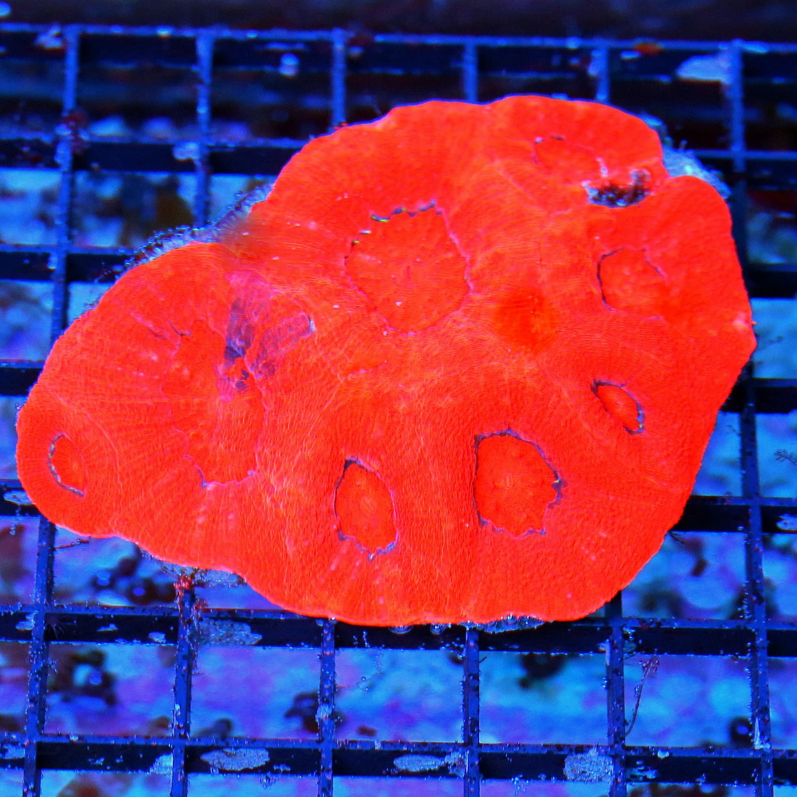 4.5X4 BAD TO THE BONE CHERRY BOMB NEON NEON RED INDO ACANTHASTREA BOWERBANKI-INCREDIBLE