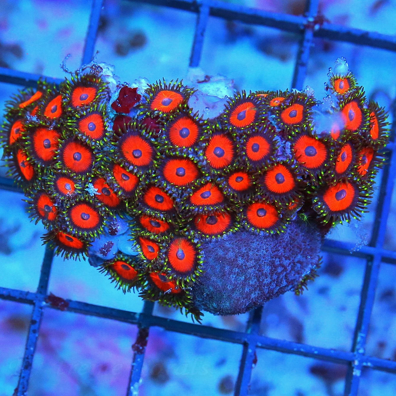3 INCH REVERSE RASTA ZOANTHIDS-THESE ARE VERY VERY HARD TO GET-INSANE COLOR