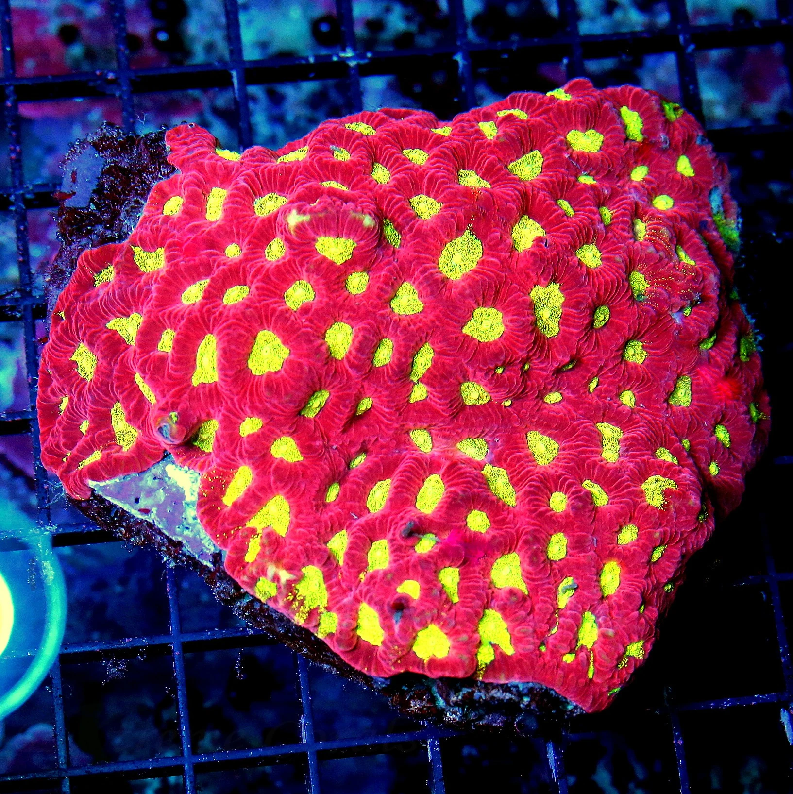 WYSIWYG 5.5X5 SUPER SUPER NEON NEON FIRCRACKER RED YELLOW ALIEN EYED SUPER SHOW FAVIA BRAIN-XL live coral for sale - Extreme Corals