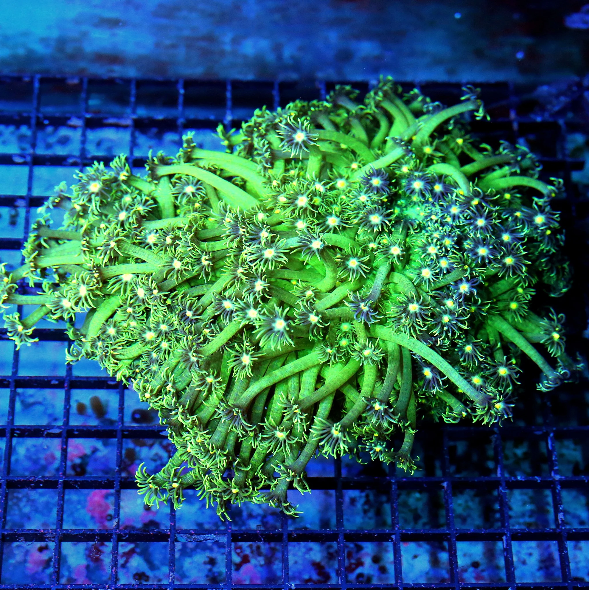 WYSIWYG 8X8 SUPER LONG TENTACLED AUSSIE ULTRA COLORED ULTRA GRADE GONIOPORA-THESE ARE AWESOME live coral for sale - Extreme Corals