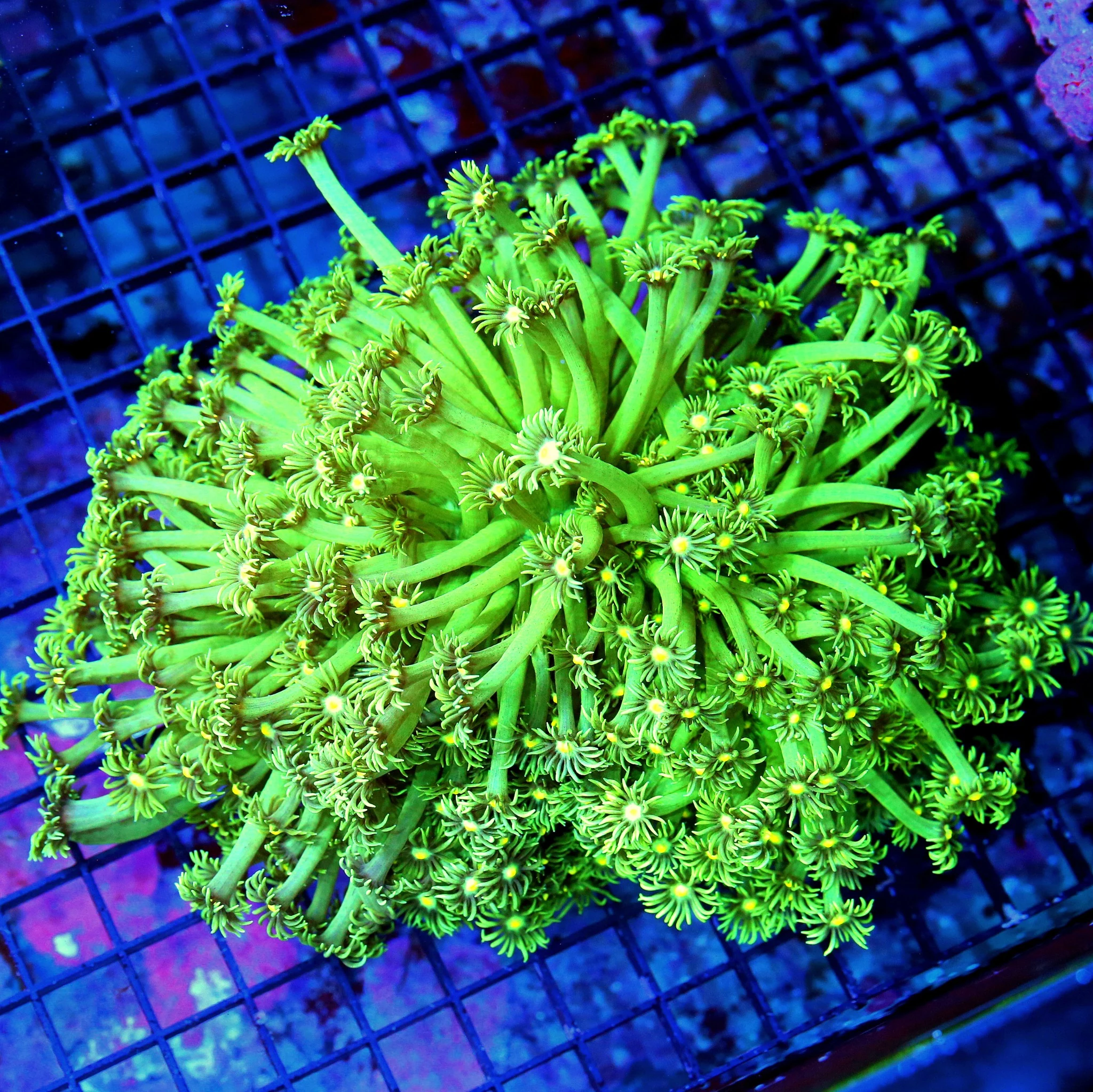 WYSIWYG 8X8 SUPER LONG TENTACLED AUSSIE ULTRA COLORED ULTRA GRADE GONIOPORA-THESE ARE AWESOME live coral for sale - Extreme Corals