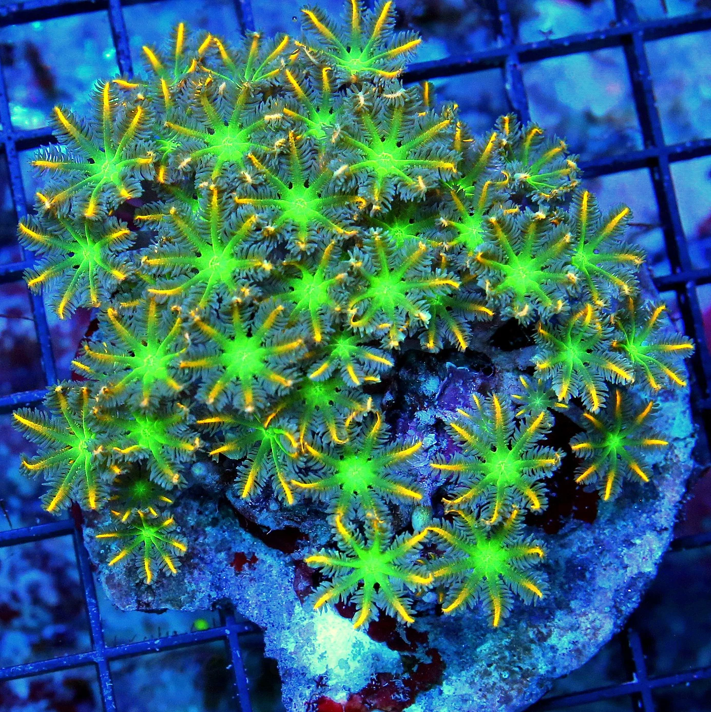 WYSIWYG 4.5X4.5 HANDPICKED BY SCOTT ULTRA ULTRA COLORED ULTRA FIRECRACKER CLOVE POLYPS-VERY RARE COLORS live coral for sale - Extreme Corals