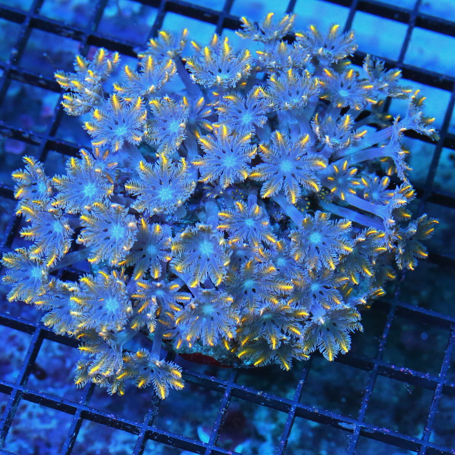 WYSIWYG 5X5 HANDPICKED BY SCOTT ULTRA ULTRA COLORED ULTRA FIRECRACKER CLOVE POLYPS-VERY RARE COLORS live coral for sale - Extreme Corals