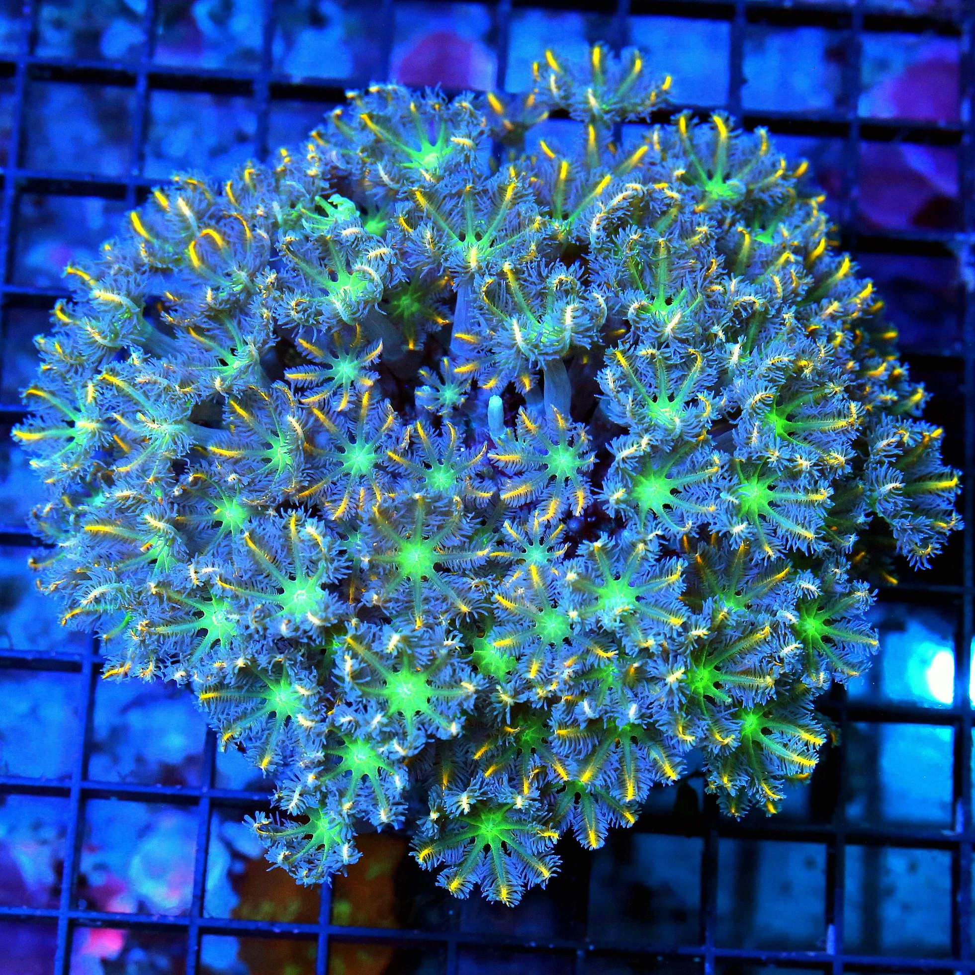 WYSIWYG 5X5 HANDPICKED BY SCOTT ULTRA ULTRA COLORED ULTRA FIRECRACKER CLOVE POLYPS-VERY RARE COLORS live coral for sale - Extreme Corals
