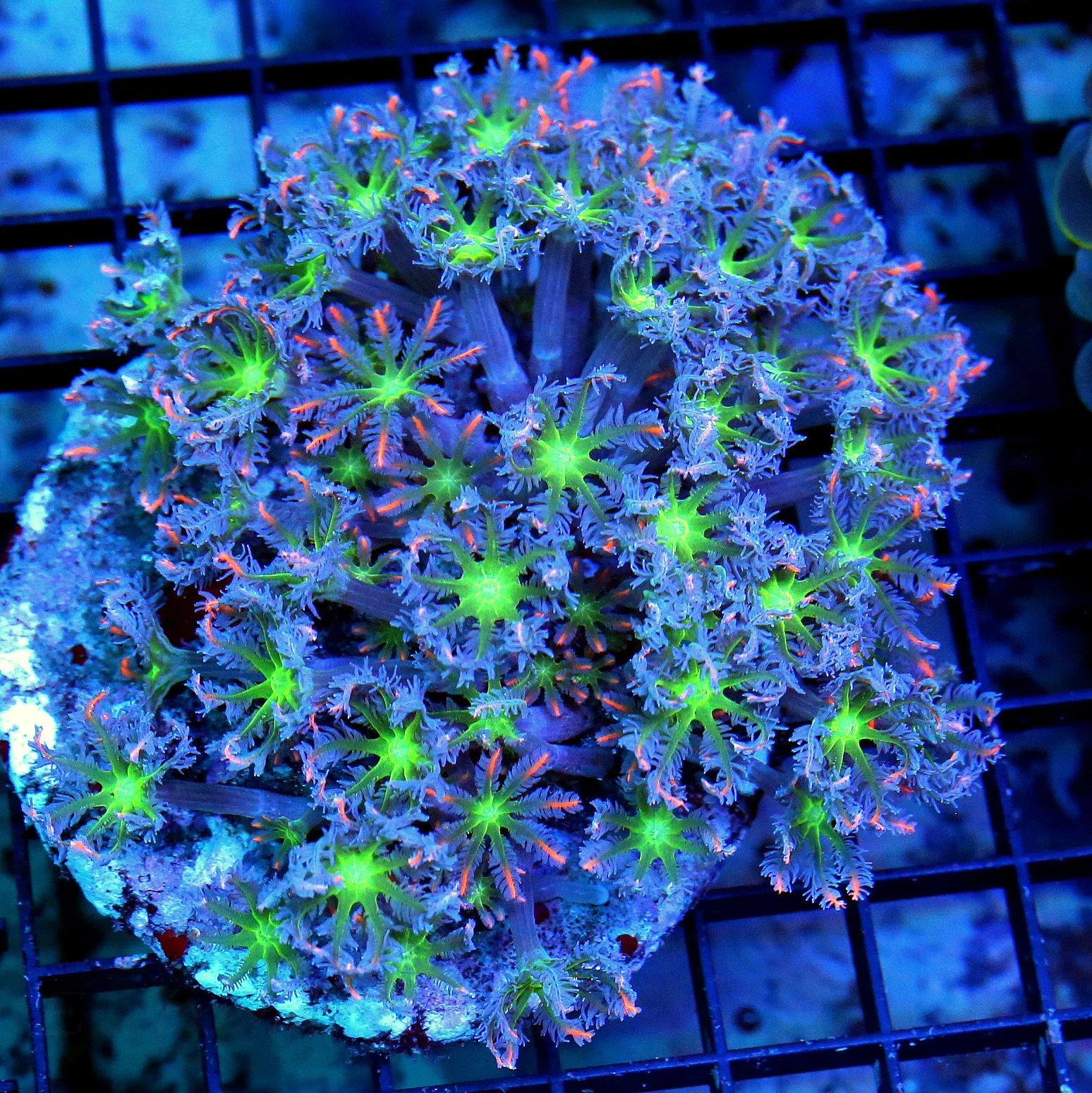 WYSIWYG 5X5 HANDPICKED BY SCOTT ULTRA ULTRA COLORED ULTRA FIRECRACKER CLOVE POLYPS-VERY RARE COLORS live coral for sale - Extreme Corals
