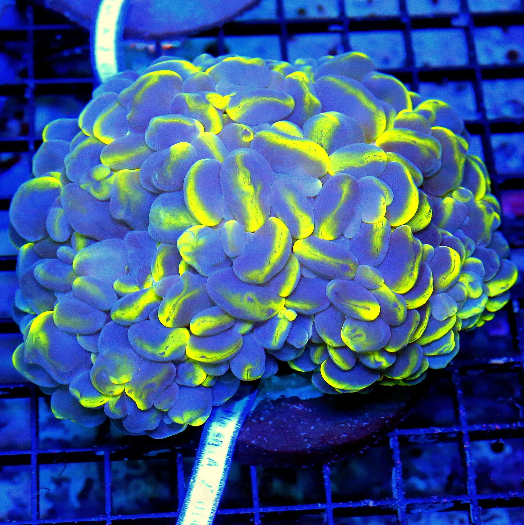 WYSIWYG 6X4 WOWEE THIS IS INCREDIBLE! SWUPER SUPER BLUE-YELLOW CATSEYE BUBBLE CORAL-COLLECTORS ITEM live coral for sale - Extreme Corals