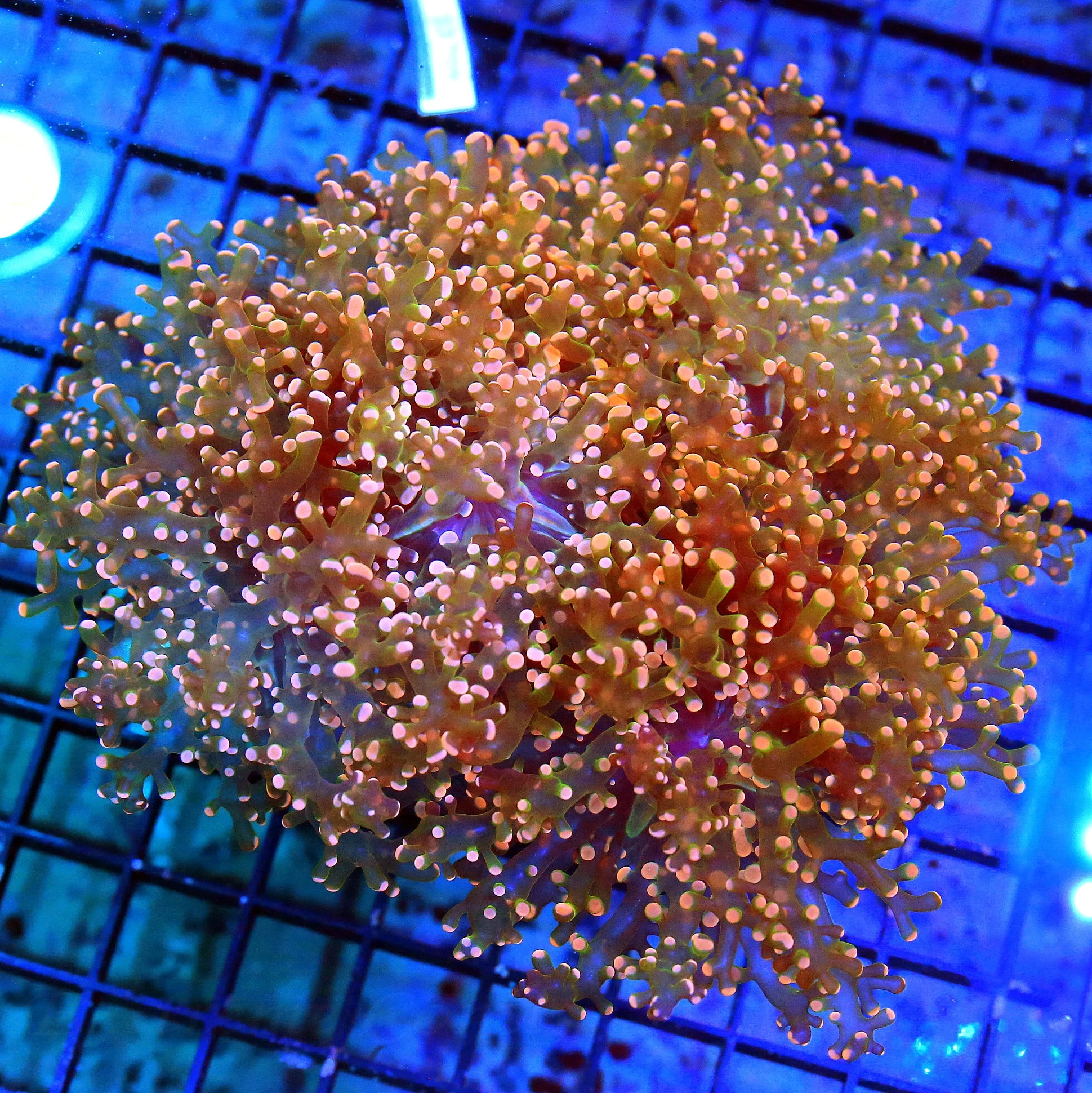 WYSIWYG 7X6 XXL GIANT SUPER SUPER NEON GLOWING ORANGE BRANCHING OCTOSPAWN-THIS IS A REAL SHOWSTOPPER live coral for sale - Extreme Corals