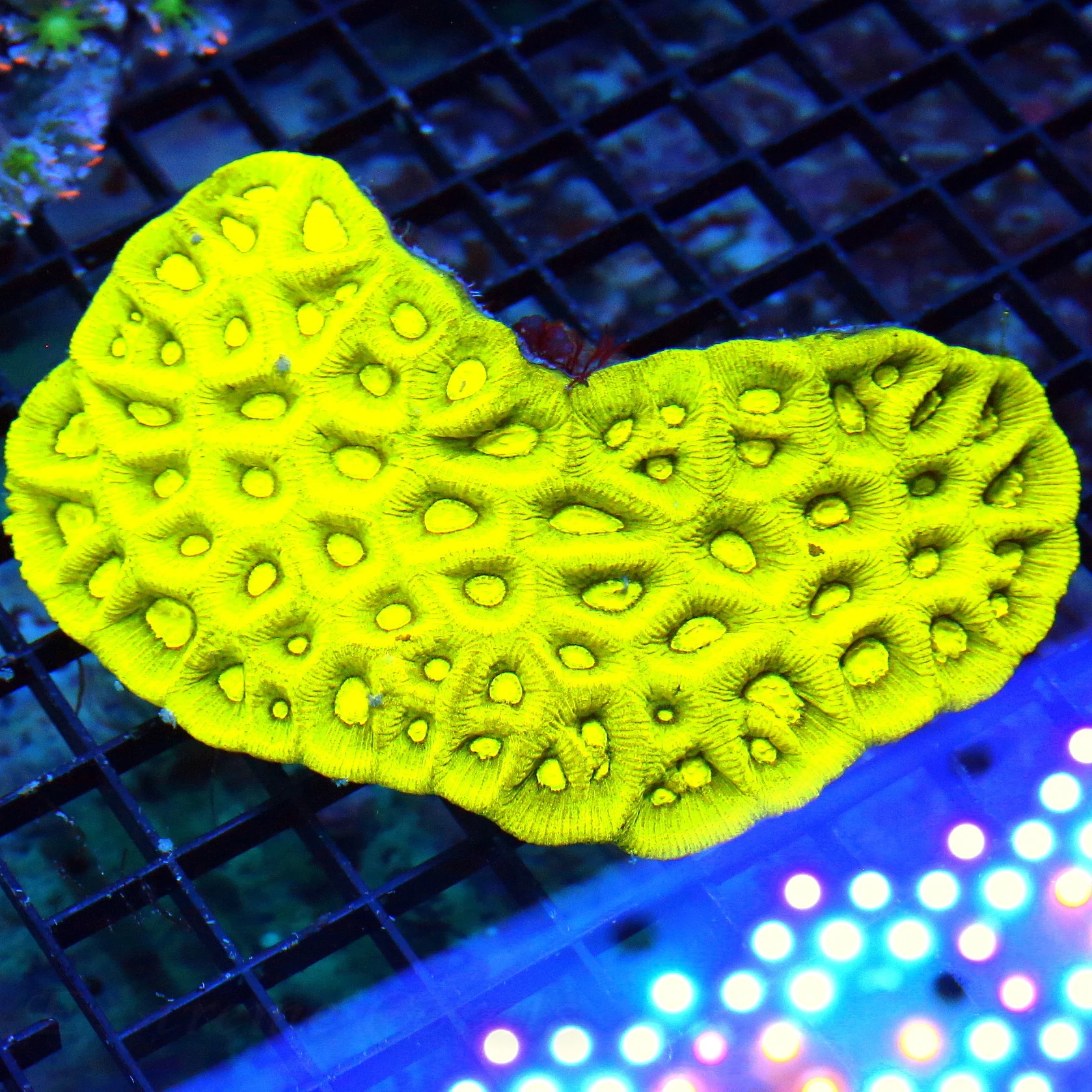 WYSIWYG 6X4 XL SCREAMIN NEON YELLOW ULTRA ULTRA COLORED PREDATOR BLOOD FAVIA-INSNAE COLORATION live coral for sale - Extreme Corals