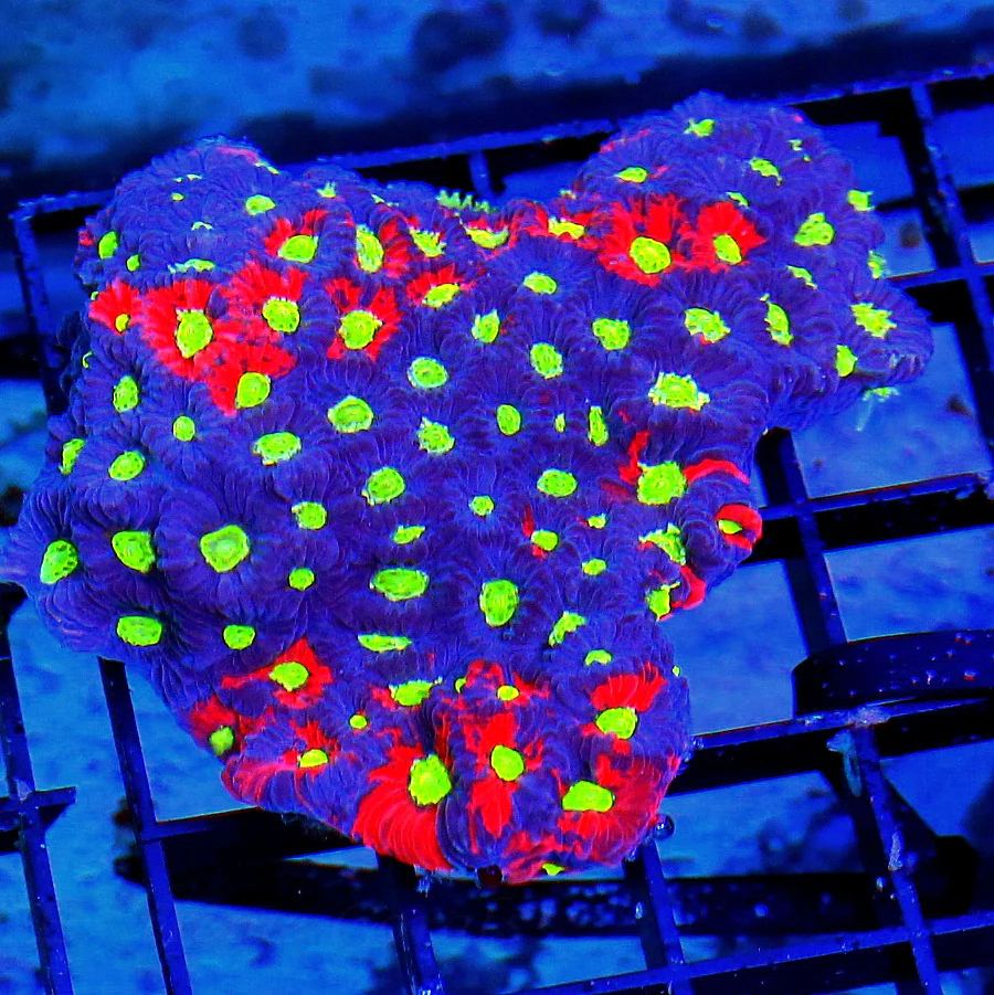 WYSIWYG 4X3 STELLAR ULTRA ULTRA COLORED ABSOLUTELY INCEDIBLE WAR CORAL FAVITES-THIS IS VERY SPECIAL COLOR live coral for sale - Extreme Corals
