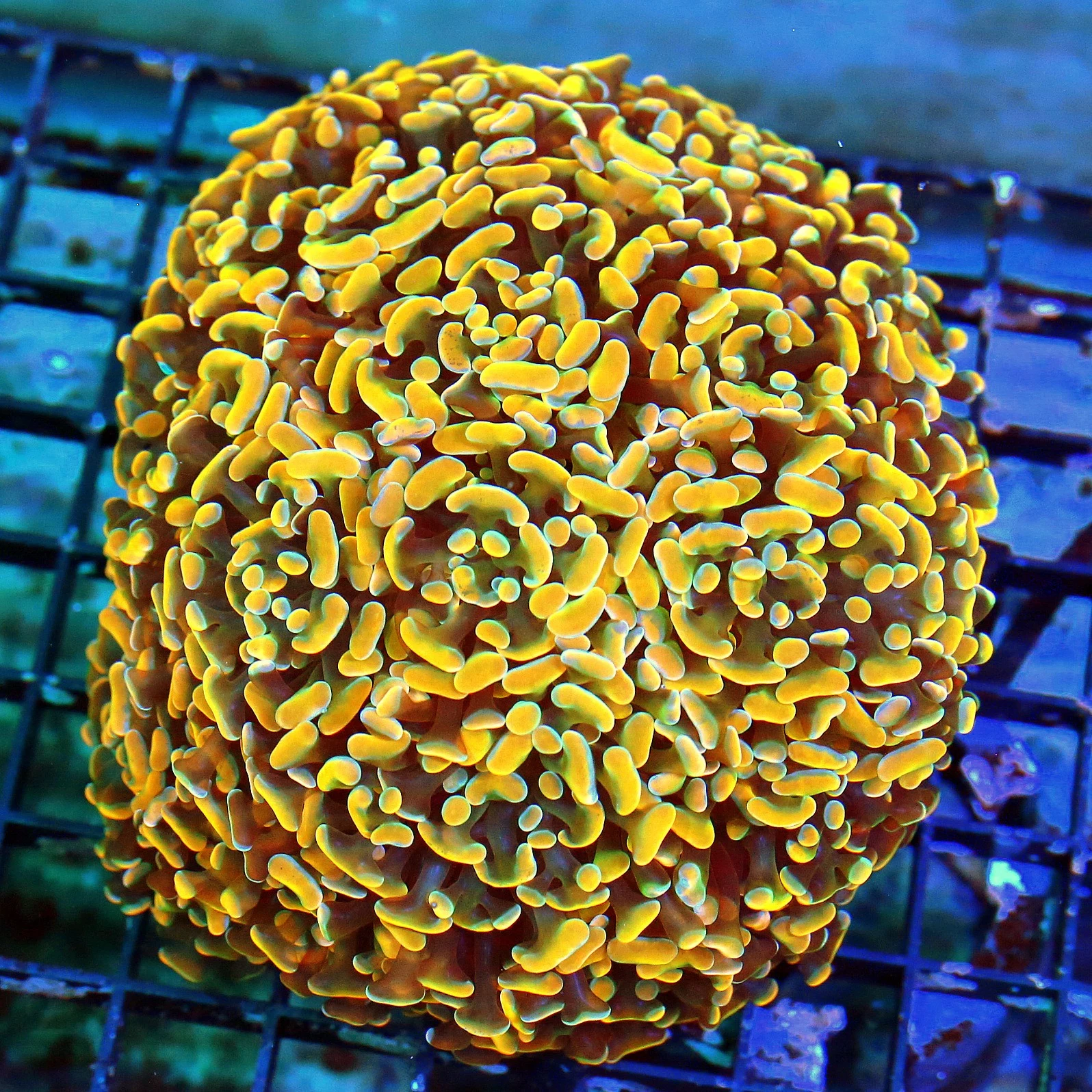 WYSIWYG 7X6 GIANT XXXL TONS OF HEADS ULTRA HOME DEPOT ORANGE BRANCHING HAMMER-INCREDIBLE SPECIMEN live coral for sale - Extreme Corals