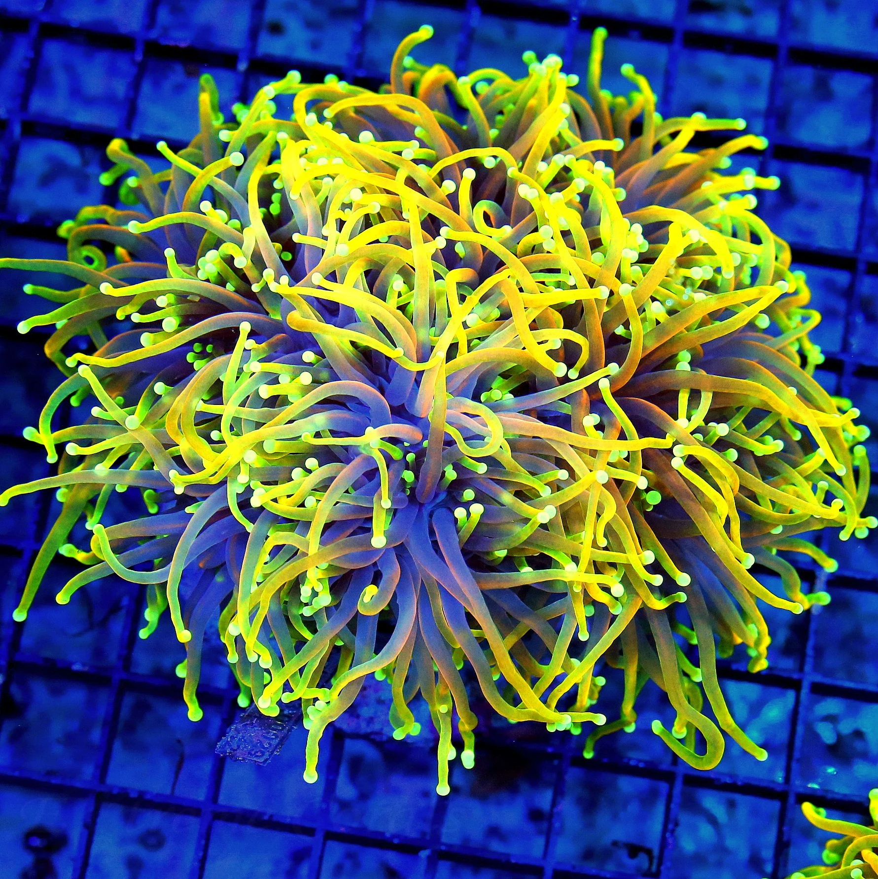 WYSIWYG 6.5X6.5 XXL "24K-JESTER MORPH INDO TORCH" THIS IS A VERY VERY SPECIAL COLLECTORS ITEM INDO TORCH live coral for sale - Extreme Corals
