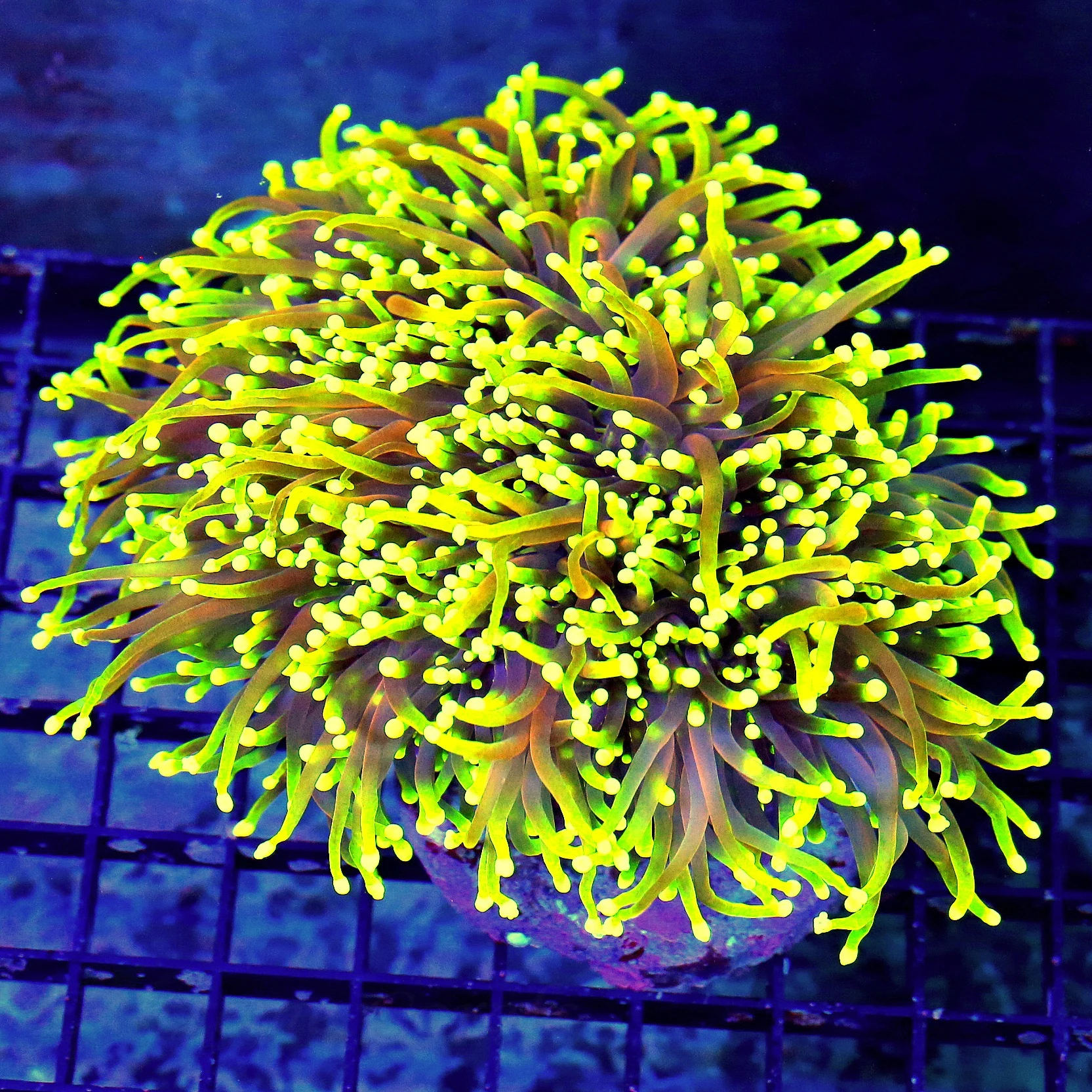 WYSIWYG 6.5X6 INSANE "MARDI GRAS MORPH INDO TORCH" ABSOLUTELY INSANE XXL ULTRA CENTERPIECE OF ANYONES TANK!! live coral for sale - Extreme Corals