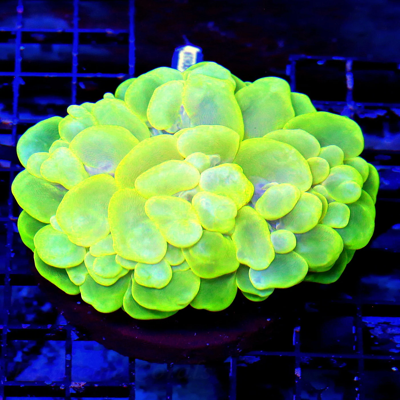 WYSIWYG 5X4 XL SUPER SUPER NEON LEMONLIME YELLOW ULTRA GLOW IN THE DARK INDO BUBBLE-AWESOME!! live coral for sale - Extreme Corals
