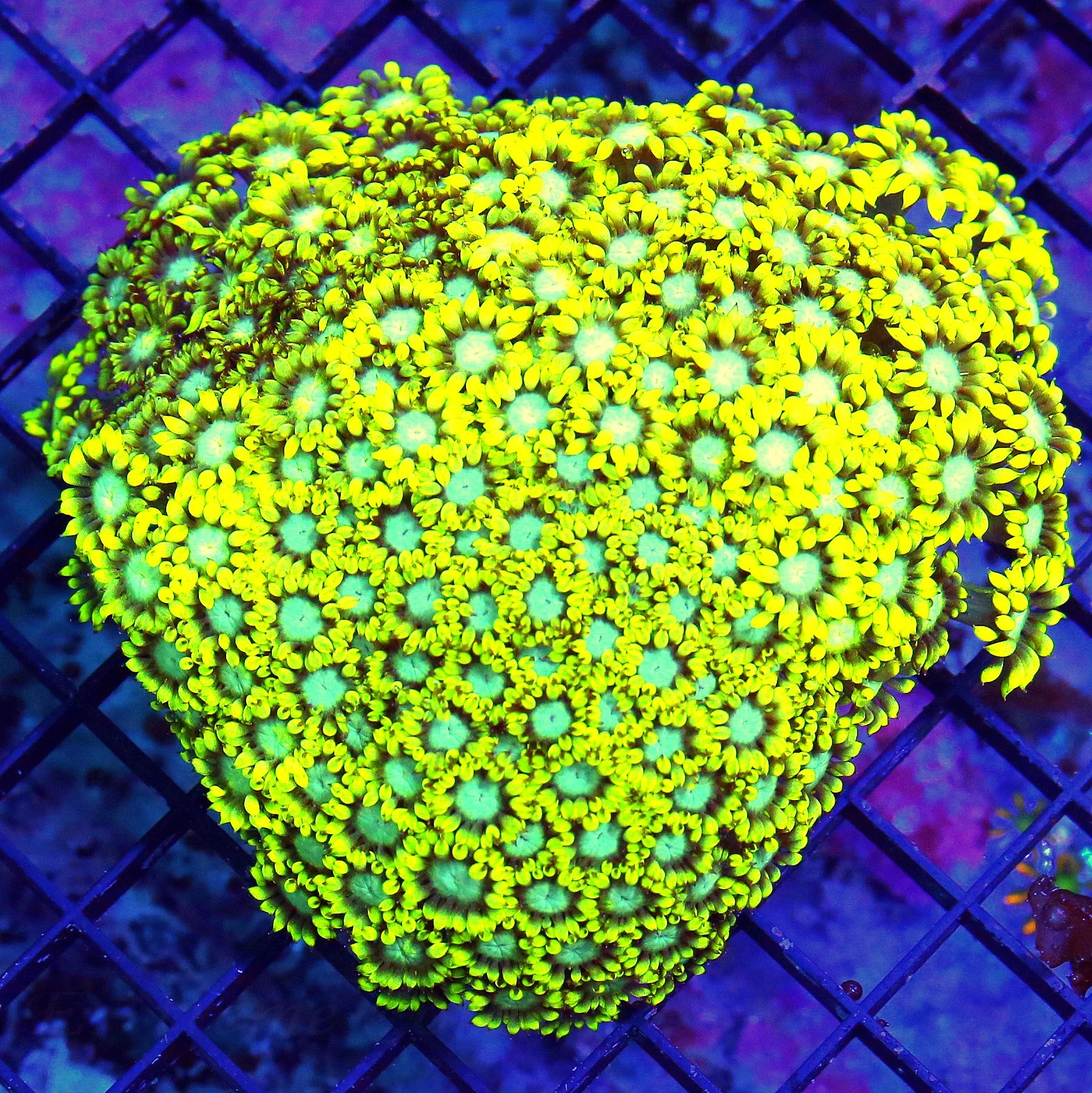 WYSIWYG 5X5 LAGE SUPER BLUE JEWELED EYED SCREAMING NEON YELLOW ULTRA COLORED INDO GONIOPORA live coral for sale - Extreme Corals