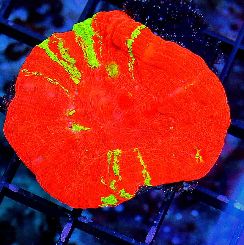 WYSIWYG 3" ULTRA ULTRA COLORED REVERSE BLEEDING APPLE SCOLYMIA-INCREDIBLE COLOR!! live coral for sale - Extreme Corals