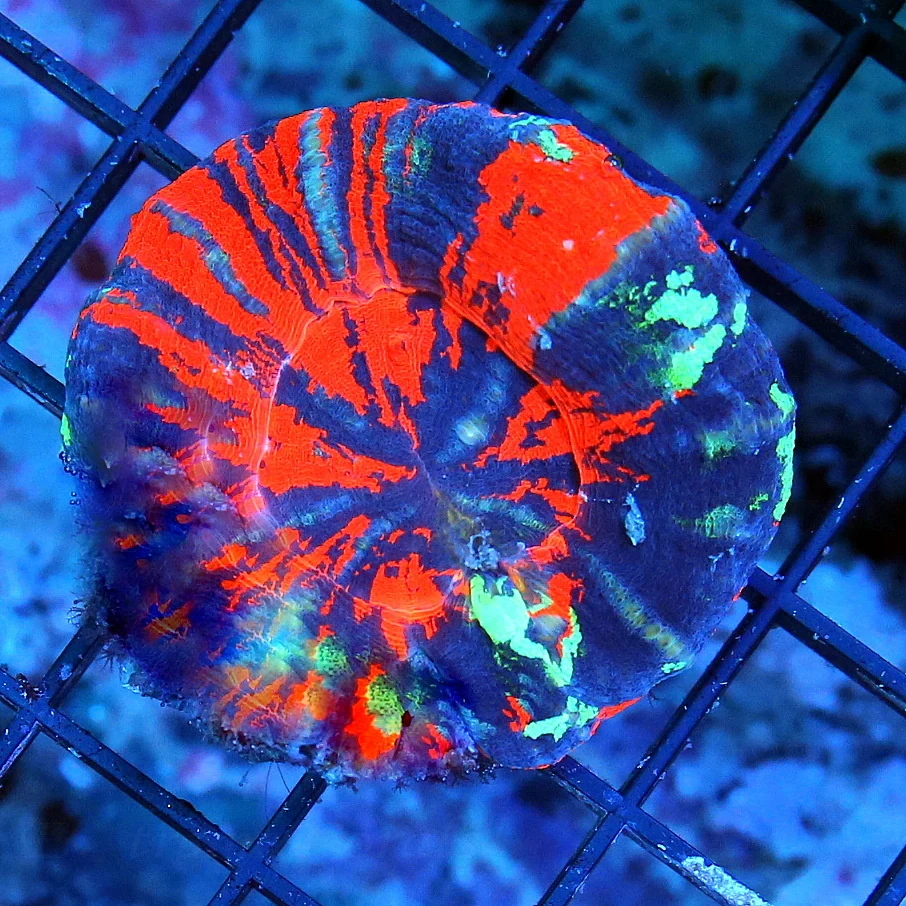 WYSIWYG 2.5" SUPERMAN ULTRA COLORED ULTRA GRADE AUSSIE SCOLYMIA=VERY VERY NICE!! live coral for sale - Extreme Corals