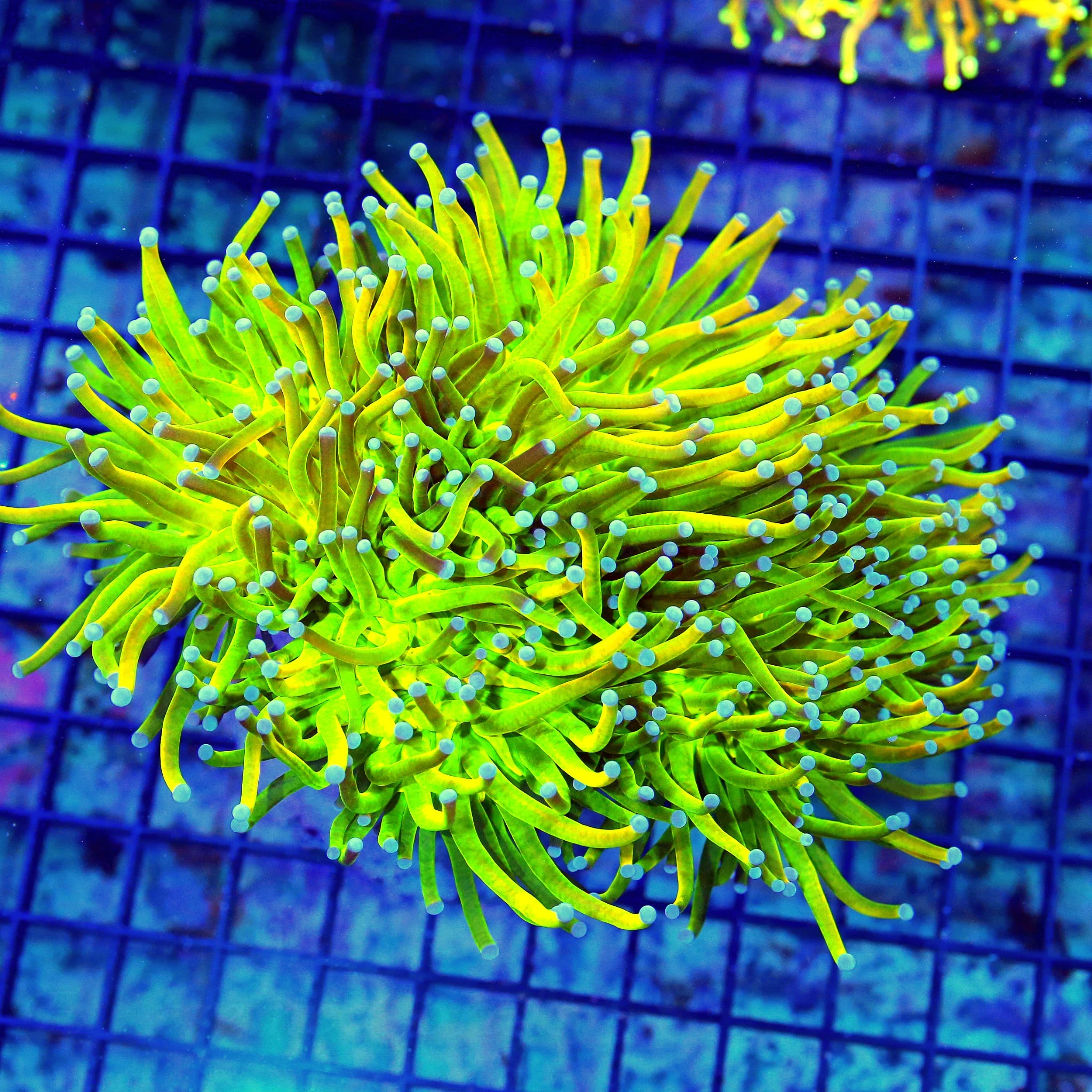 WYSIWYG 7X6 "OG HOLY GRAIL INDO TORCH COLONY" HUGE CENTERPIECE BIGGEST ONE I HAVE EVER GOTTEN!! live coral for sale - Extreme Corals