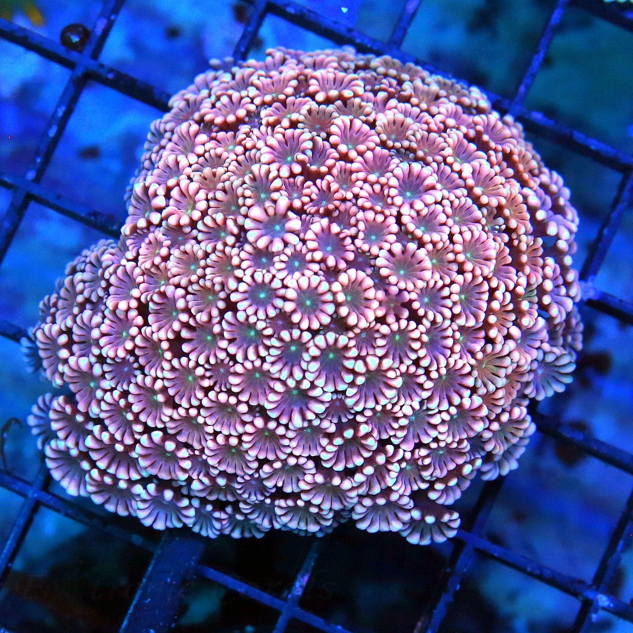 WYSIWYG 3.5x3.5 SUPER NEON PINK ULTRA COLORED JEWELED EYED AUSSIE GONIOPORA-AWESOME COLOR!! live coral for sale - Extreme Corals
