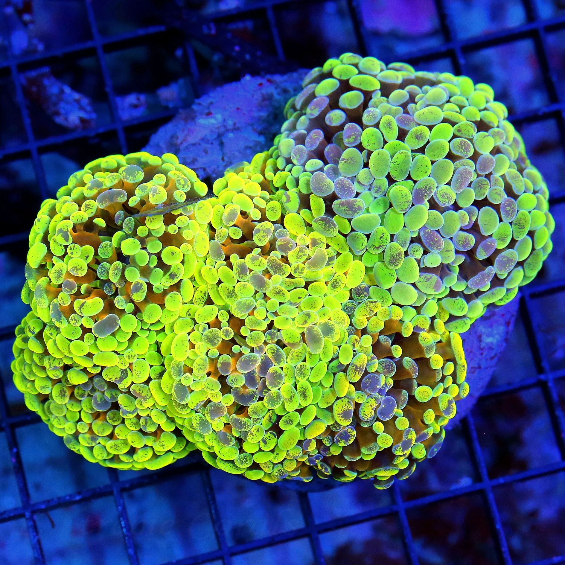 6x4 XLCOMBO ULTRA GRADE BRANCHING INDO HAMMER-THIS IS VERY VERY NICE!! INCREDIBLE CORAL